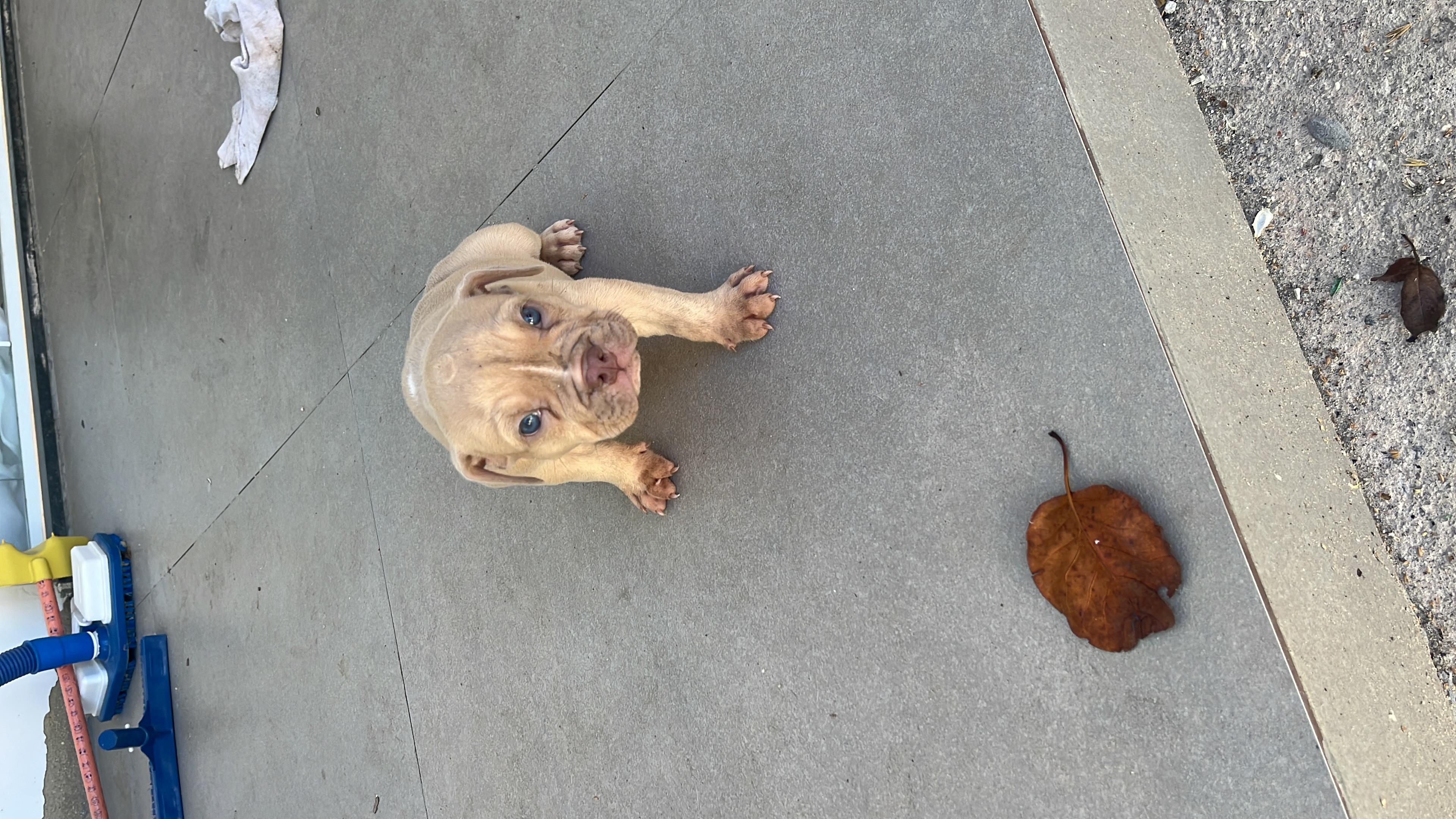 Portal Vendocão American bully São João de meriti