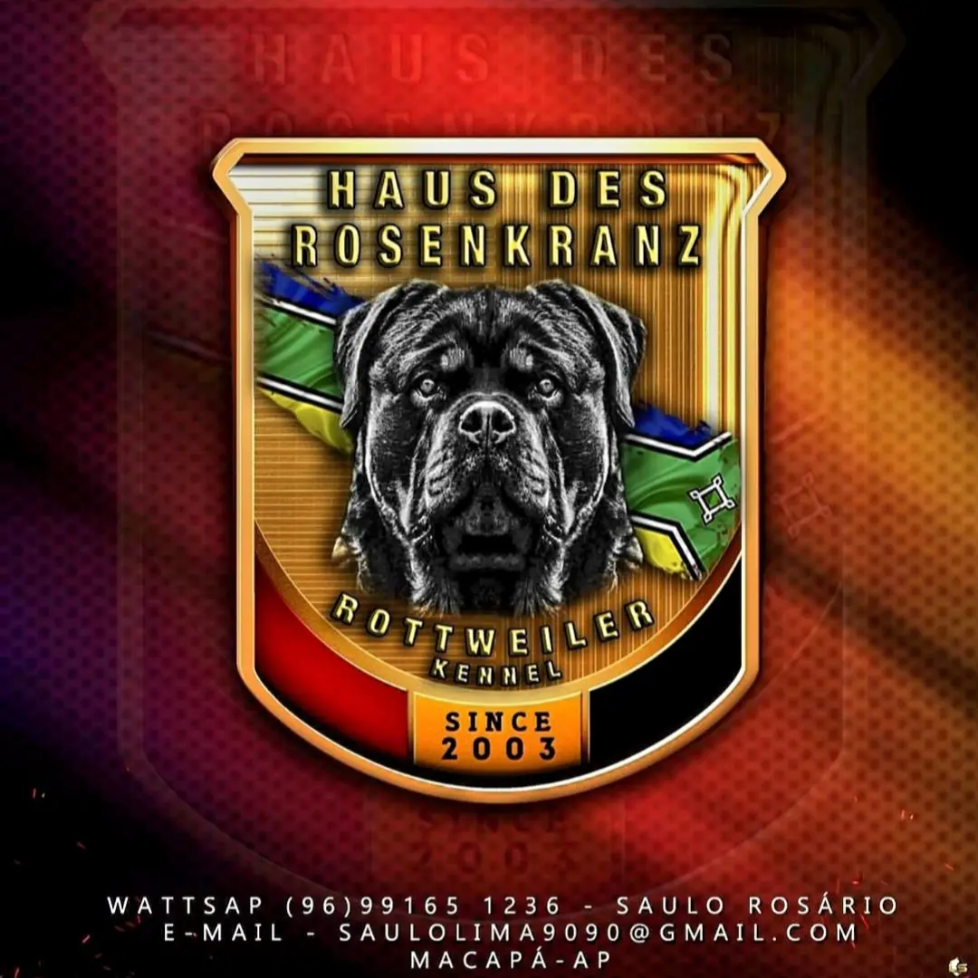 Portal Vendocão Vendo filhotes de Rottweiler  Macapá
