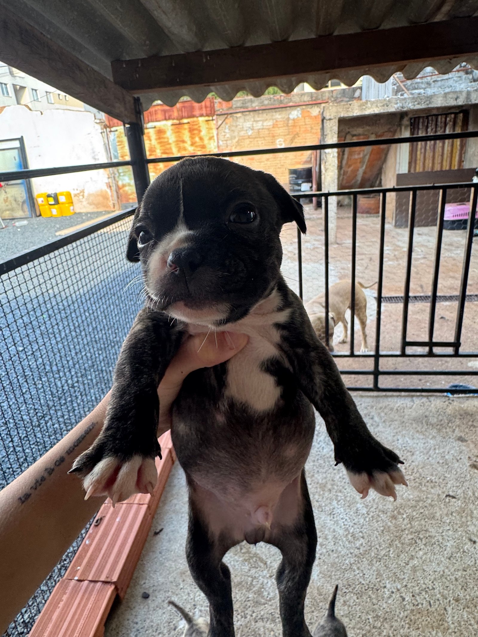Pitbull + buldogue francês  - Foto 1