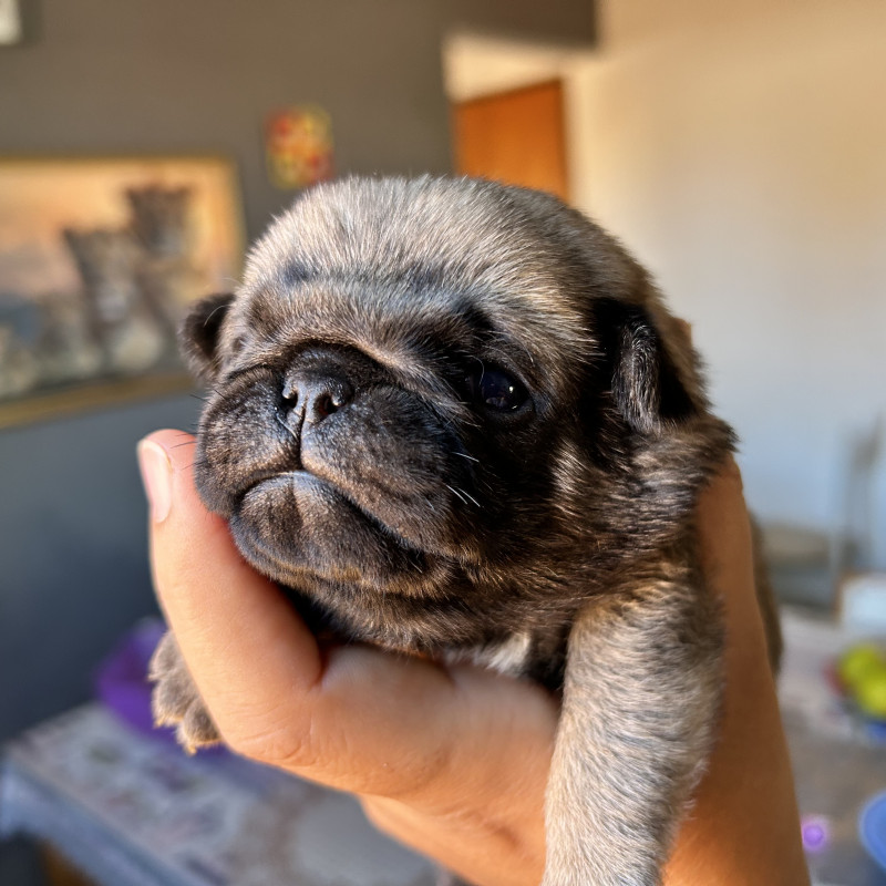 Filhotes de pug - Foto 2