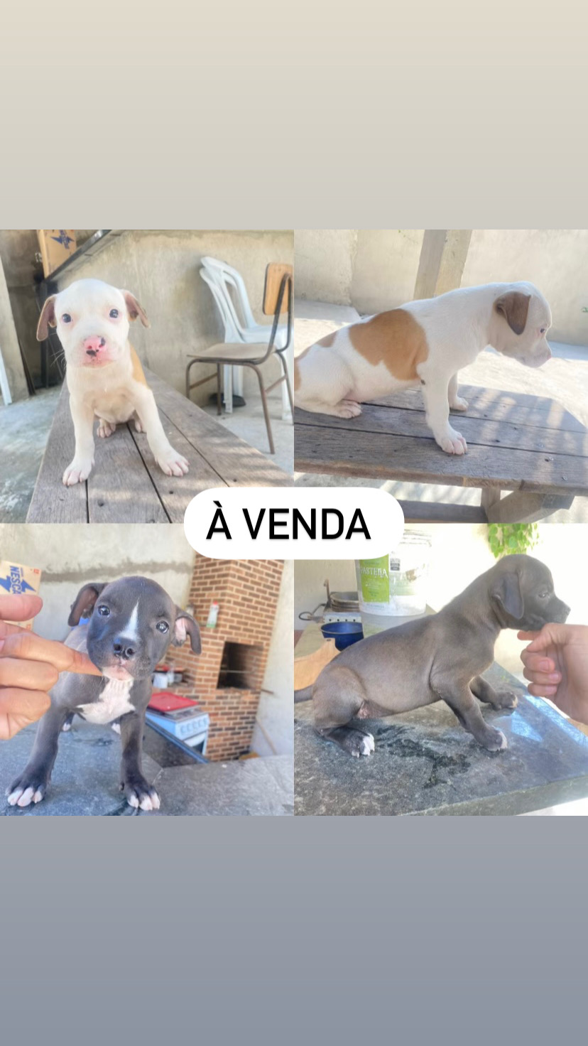 Portal Vendocão Fêmea American bully  São Gonçalo 