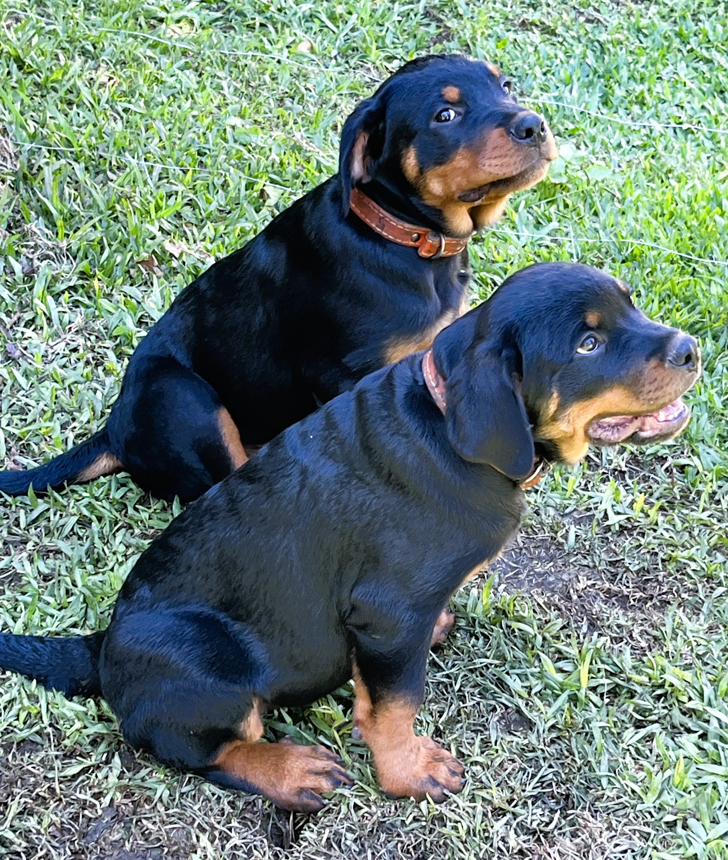 Filhotes Rotweilleer com imunização completa - Foto 1