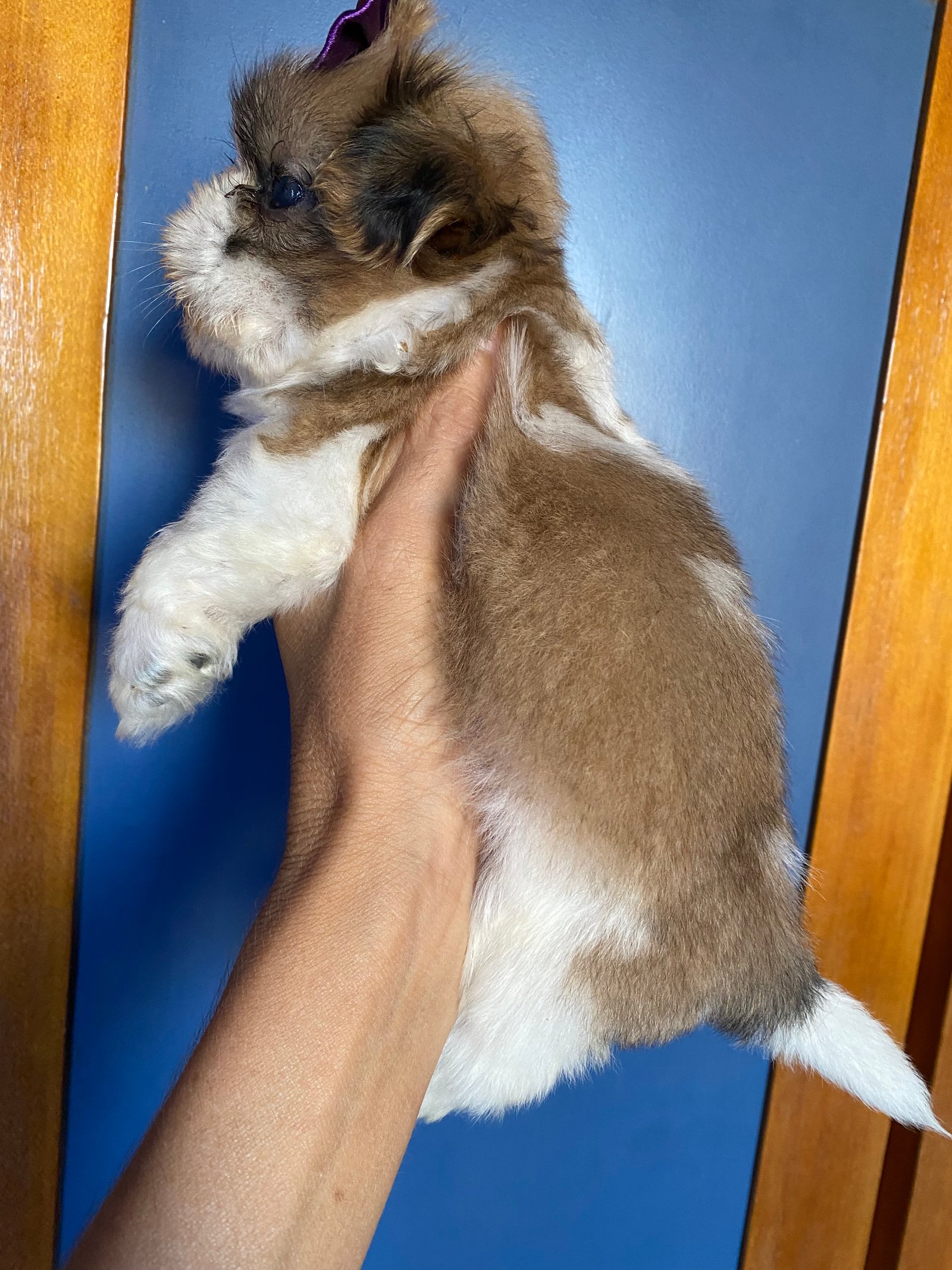 Shih tzu  - Foto 2