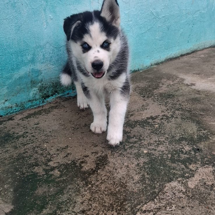 Filhotes husky siberiano - Foto 1