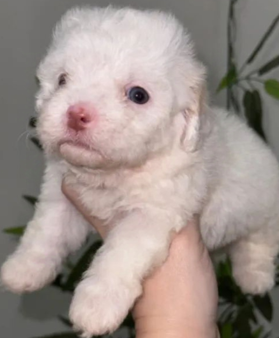 Portal Vendocão Vendo lindo Filhote poodle Toy Parnamirim