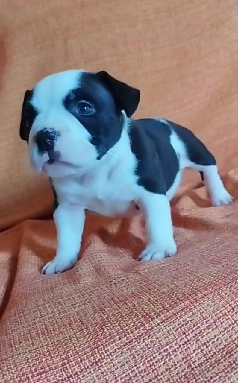 Portal Vendocão AMERICAN BULLY FÊMEA BLACK MICRO Maricá