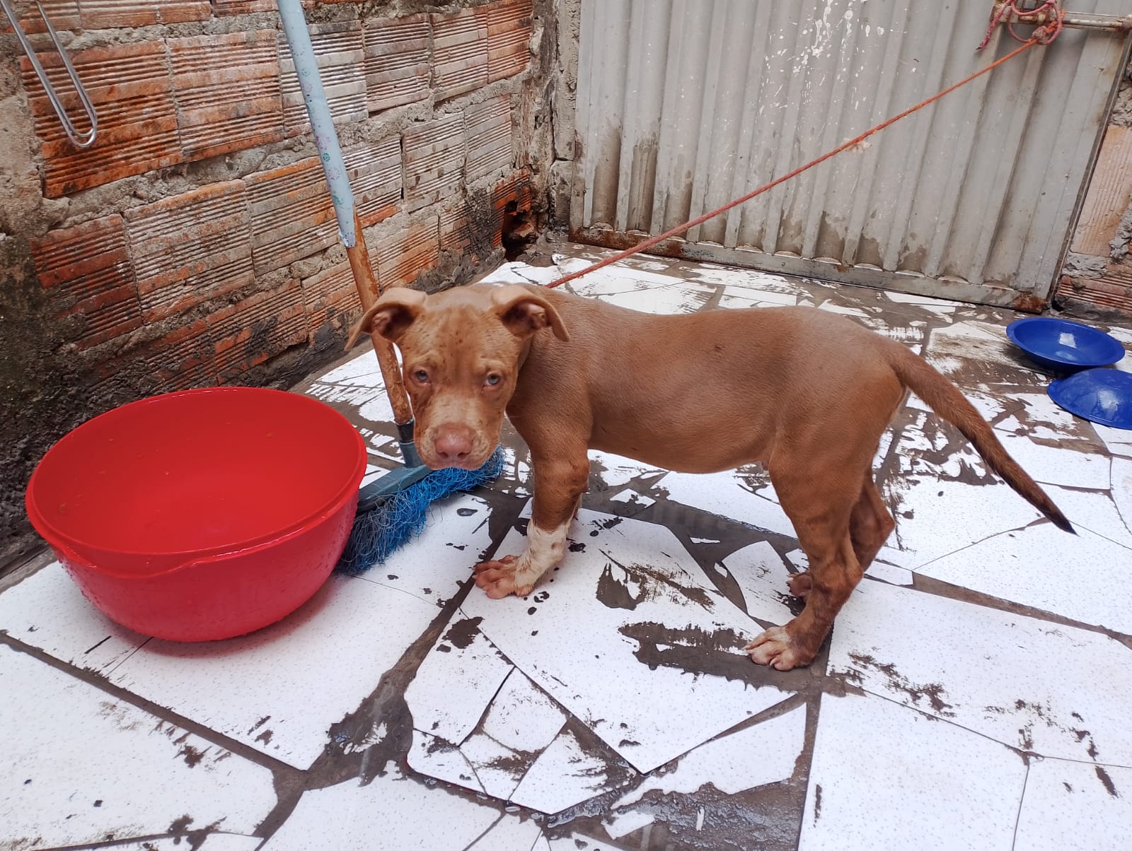 Portal Vendocão  Pitbull São Luís 