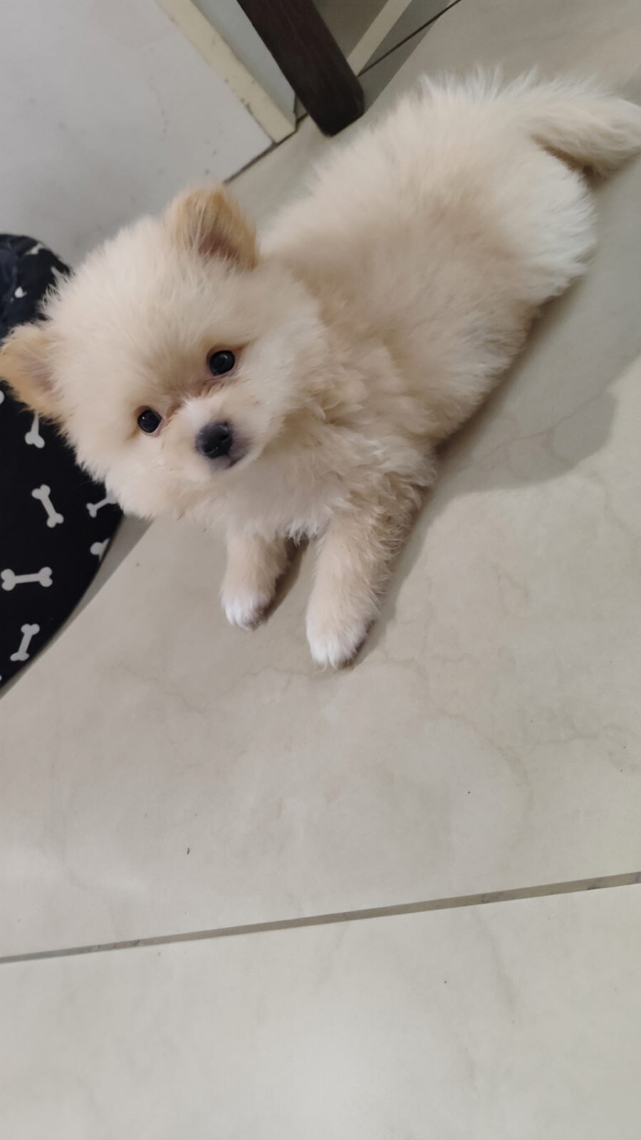 Filhote de Lulu da Pomerania (Spitz Alemão) - Foto 2