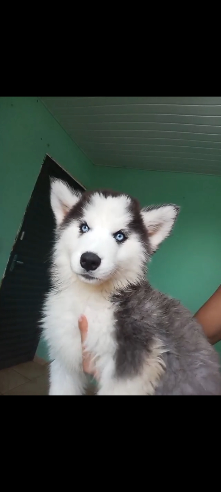 Portal Vendocão Filhotes de husky siberiano disponível  Dourados