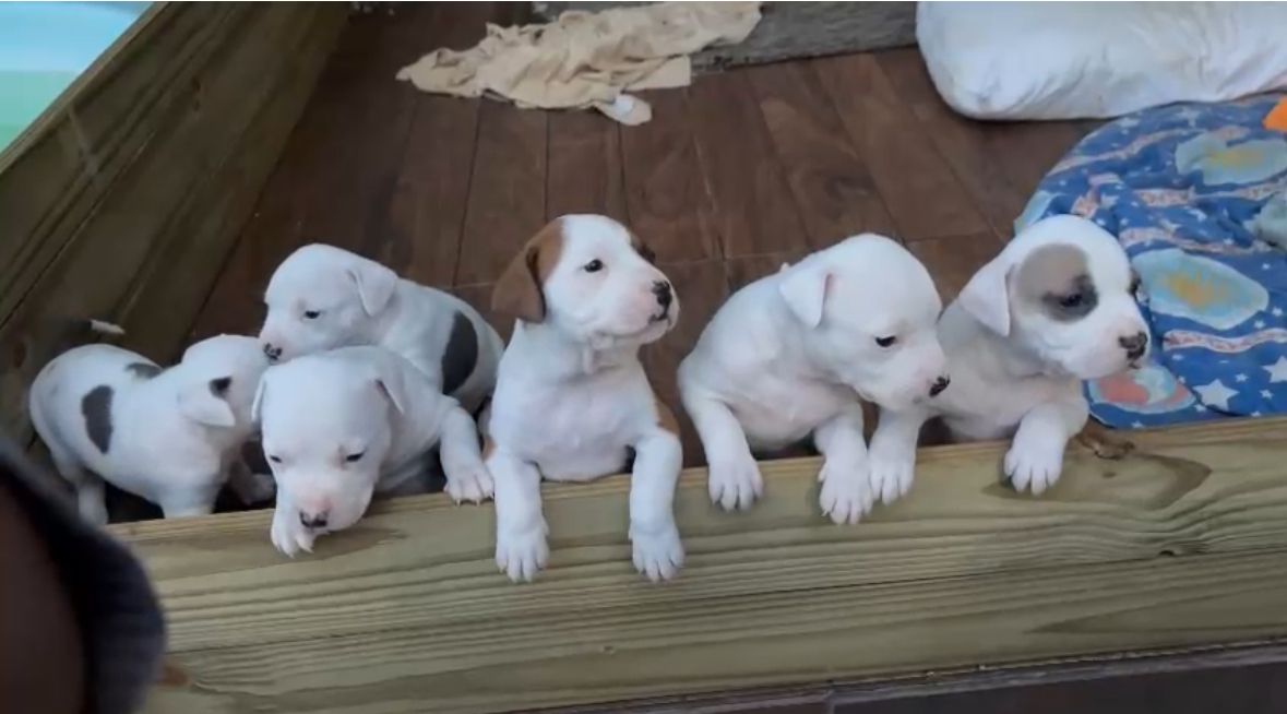 Filhotes de American Staffordshire a venda - Foto 2
