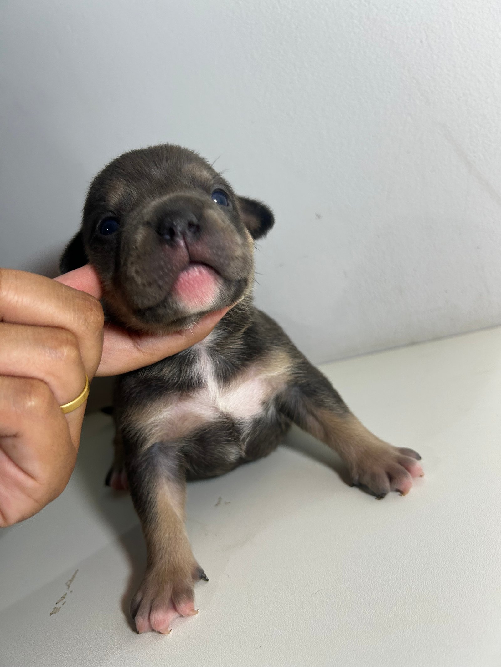 American Bully 