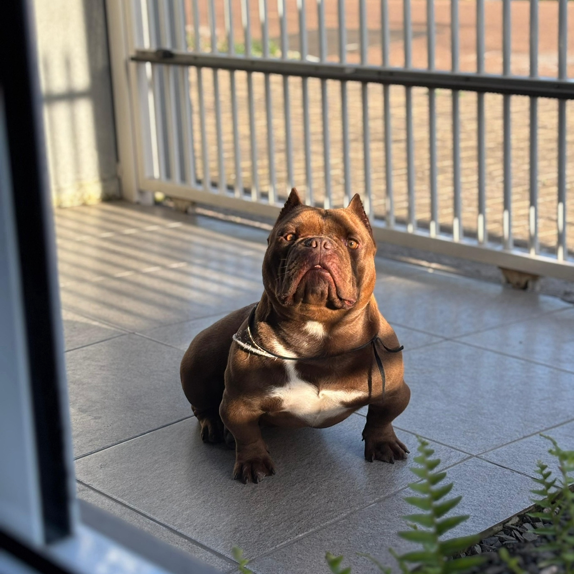 American bully  - Foto 1