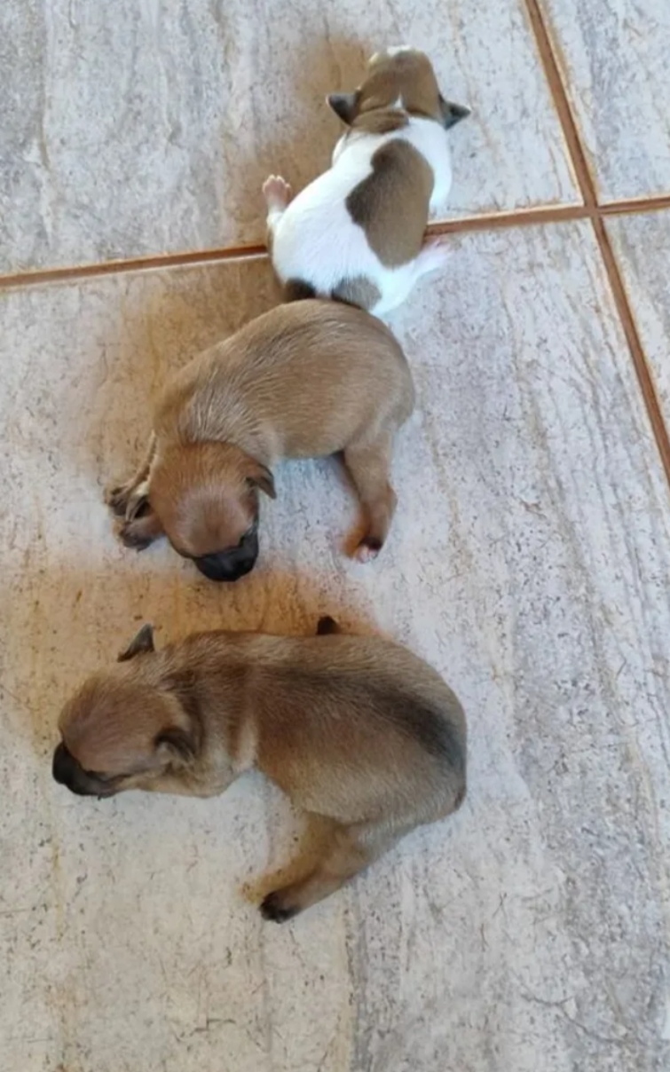 Portal Vendocão Pinscher miniatura 00 São José do Rio preto 