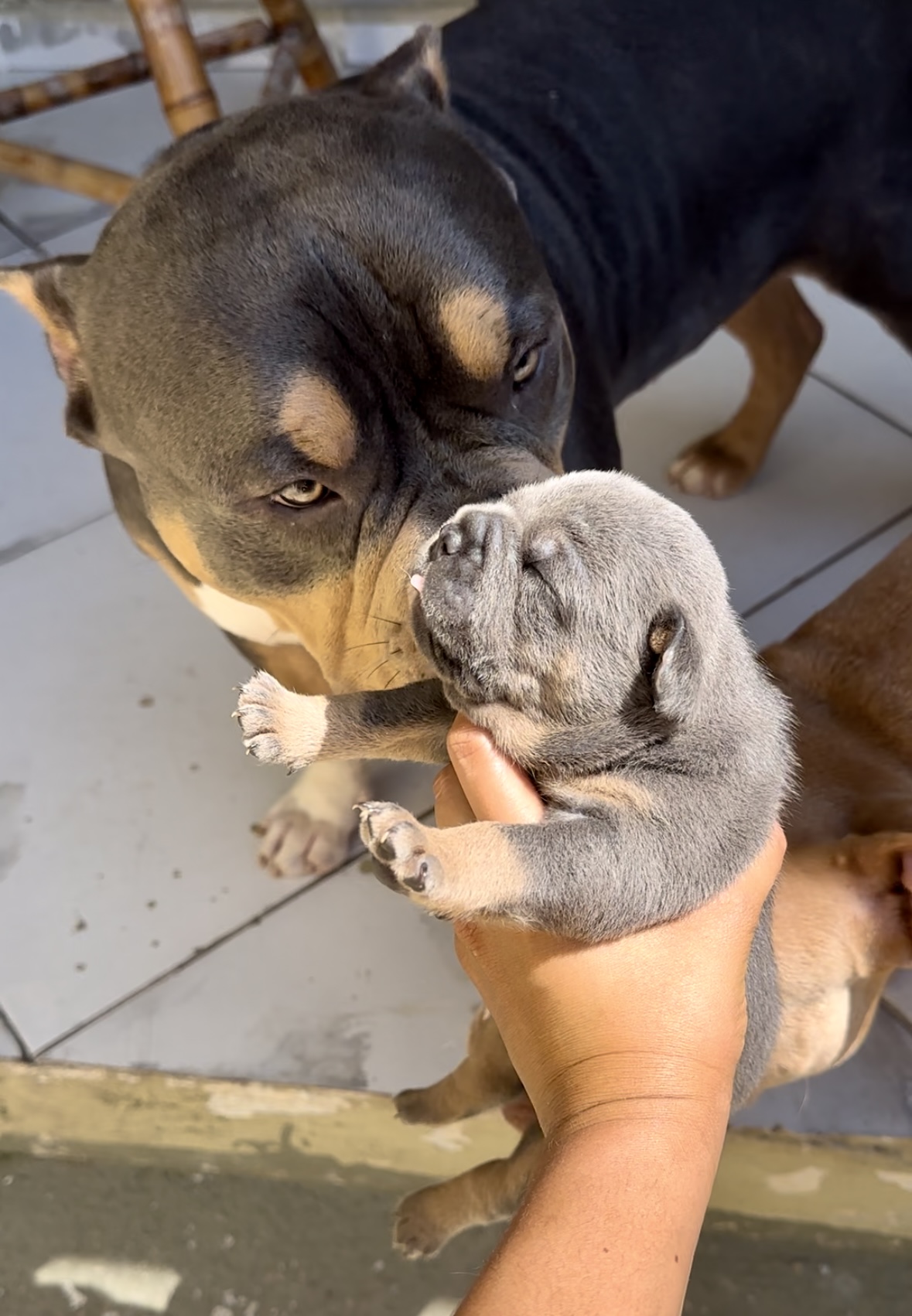 Portal Vendocão Vendo filhotes de American bully Itaguaí 