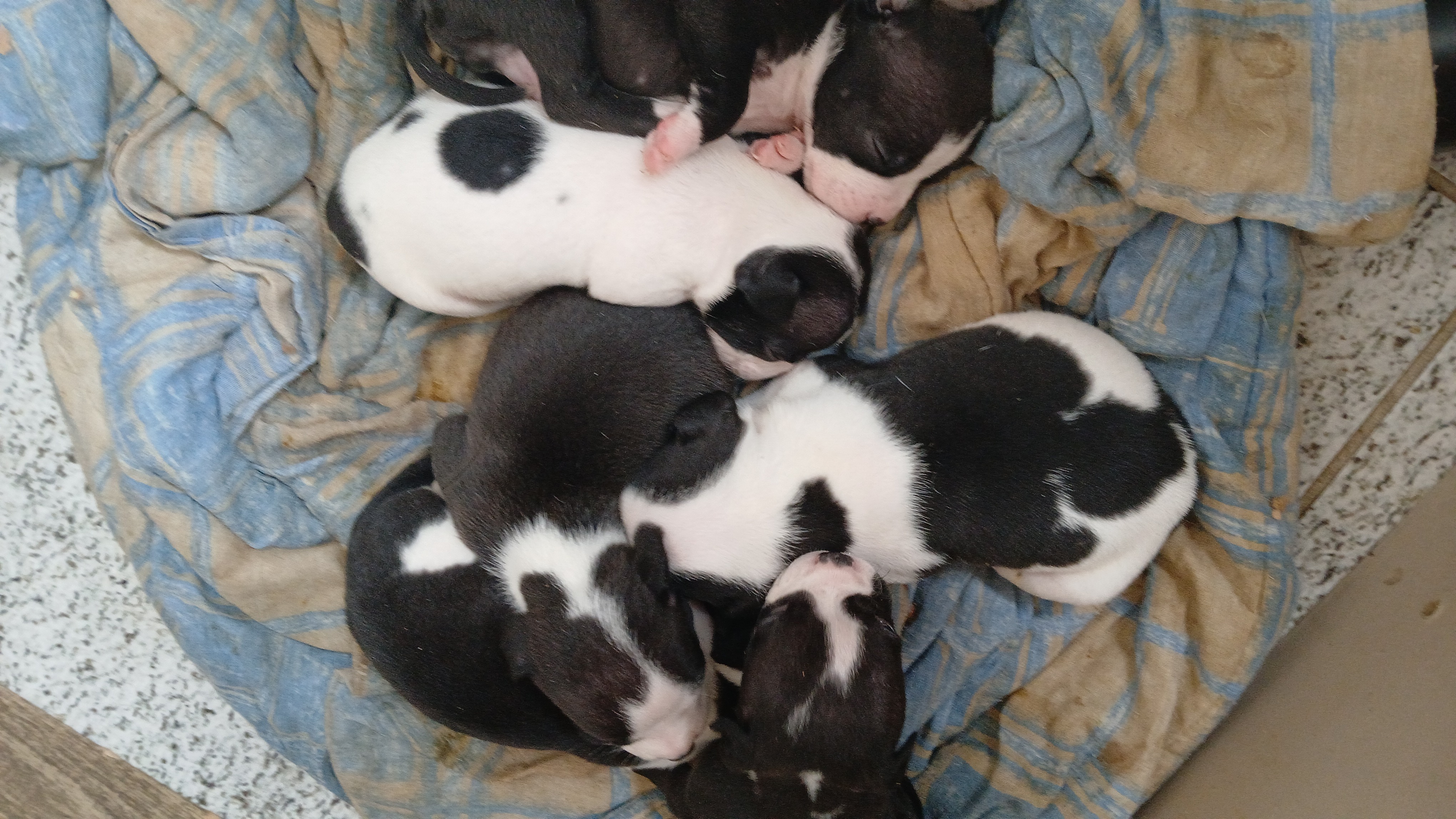 Portal Vendocão Filhotes de american bully Betim