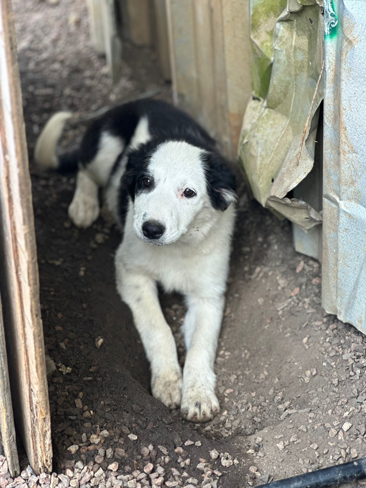 Portal Vendocão Fhotes de Border Collie sendo 4 fêmeas e 1 macho.  Porto Alegre
