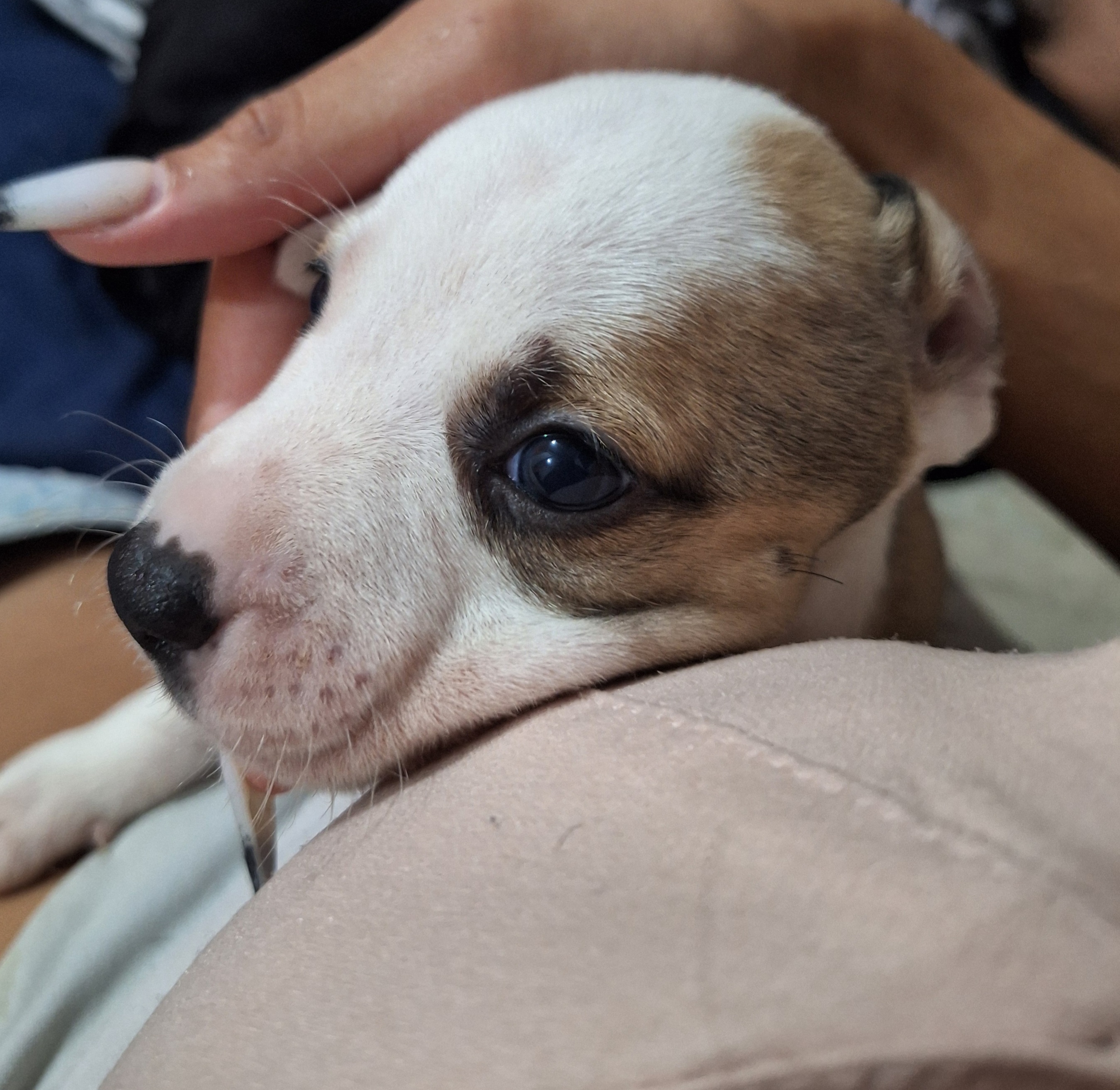 Filhotes de Pitt bull monster - Foto 2