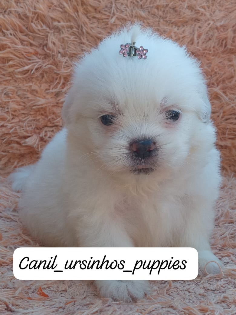 maltes lindos bebes pronta entrega #CANILURSINHOSPUPPIES  - Foto 2