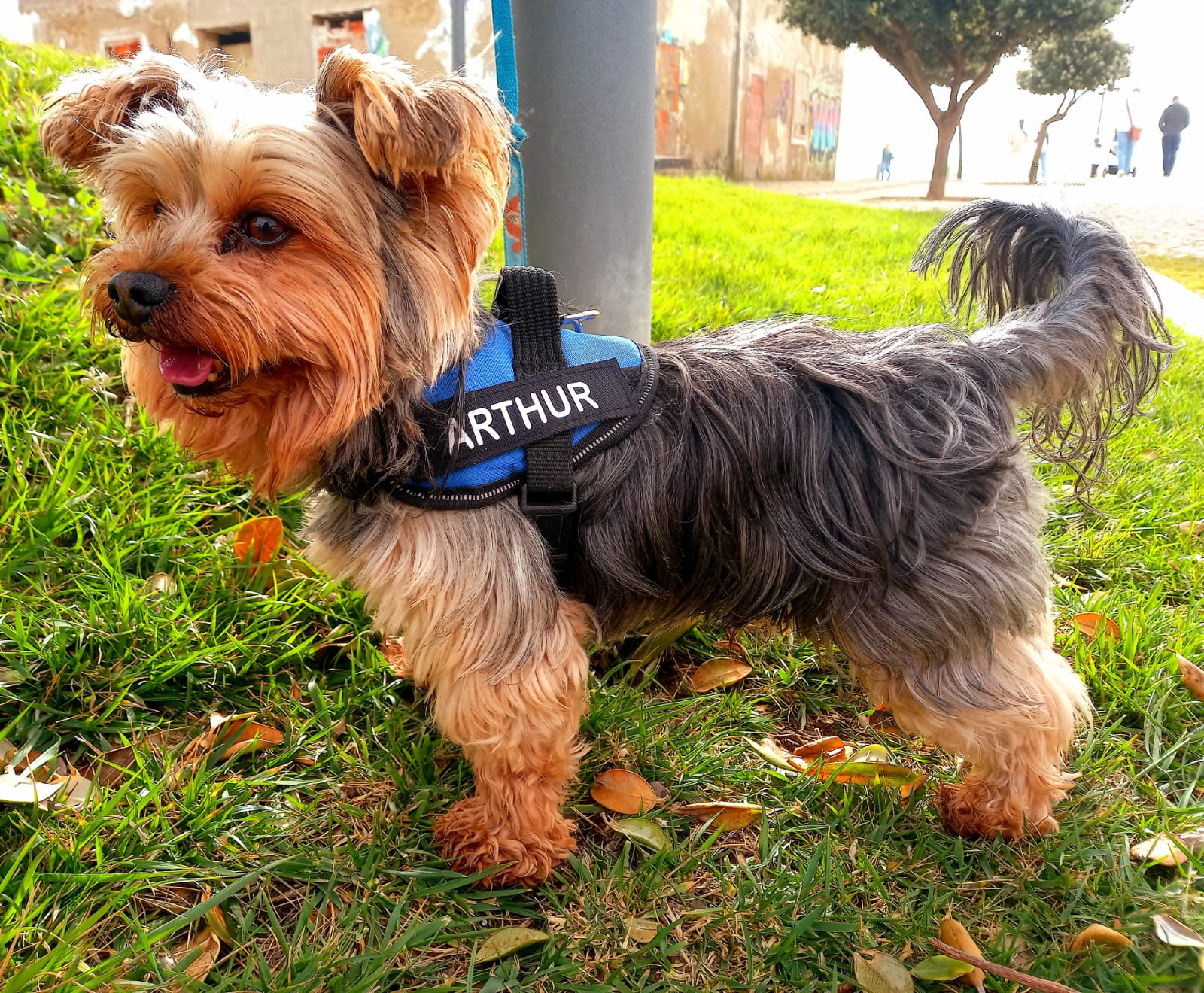 Portal Vendocão Procuro namorada para Arthur cão yorkshire pequeno Taubaté