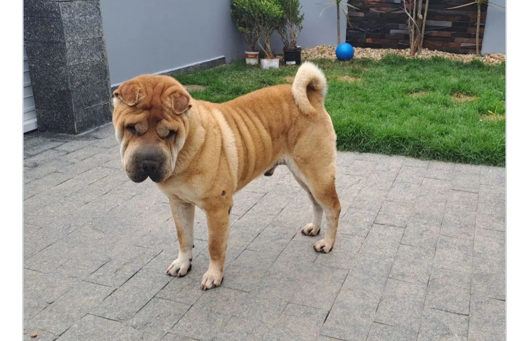 Portal Vendocão Sharpei tutor responsável  Joinville