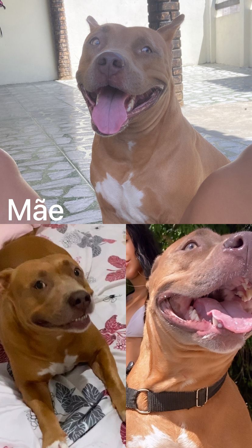 Portal Vendocão Filhotes pitbull red nose  Salvador 