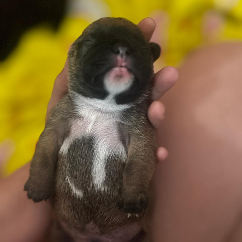 FILHOTE BULDOGUE FRANCÊS - Foto 1