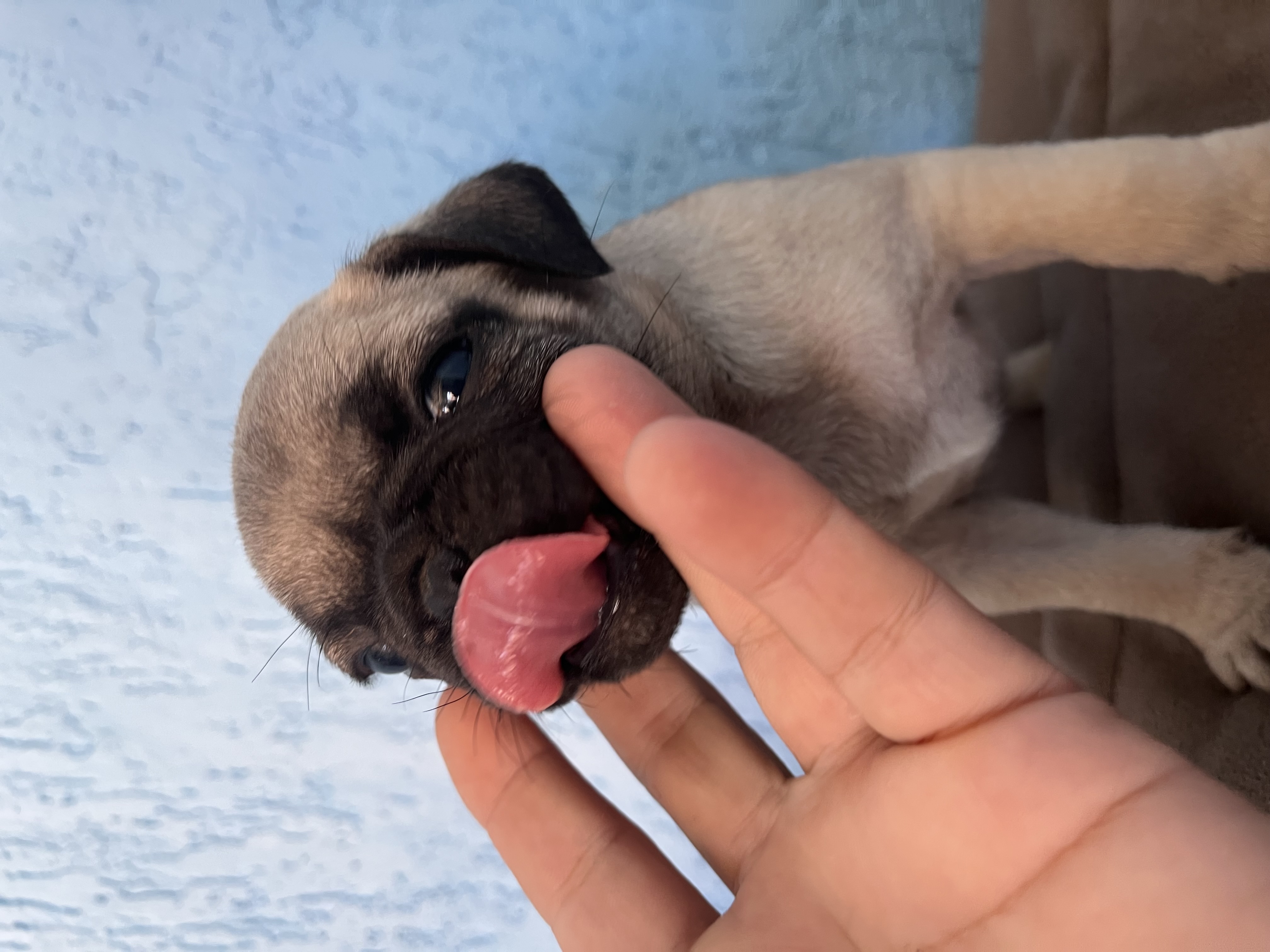 Portal Vendocão  lindo filhote pug miniatura  Recanto das emas 