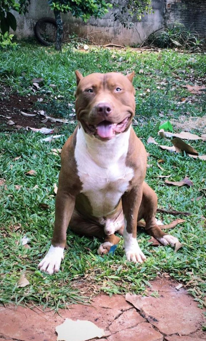 Portal Vendocão Filhote Pitbull monster cascavel