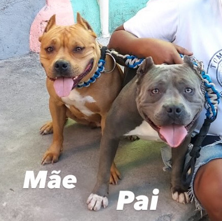 Filhotes de American Bully, 4 fêmeas e 1 macho! Tem 2 pretos( um macho e uma fêmea) - Foto 5