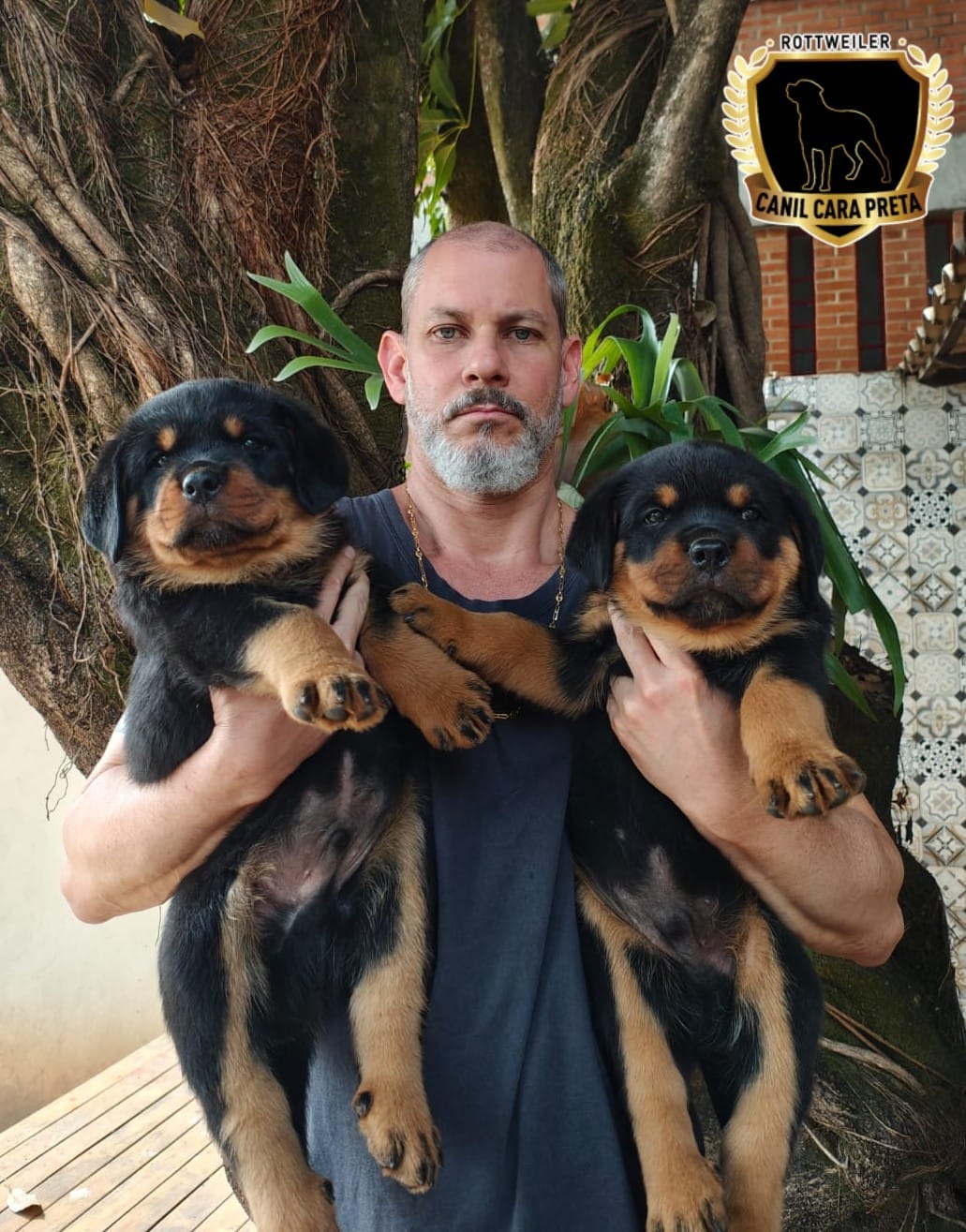 Portal Vendocão Vendas filhotes Rottweiler  Belo Horizonte-MG 