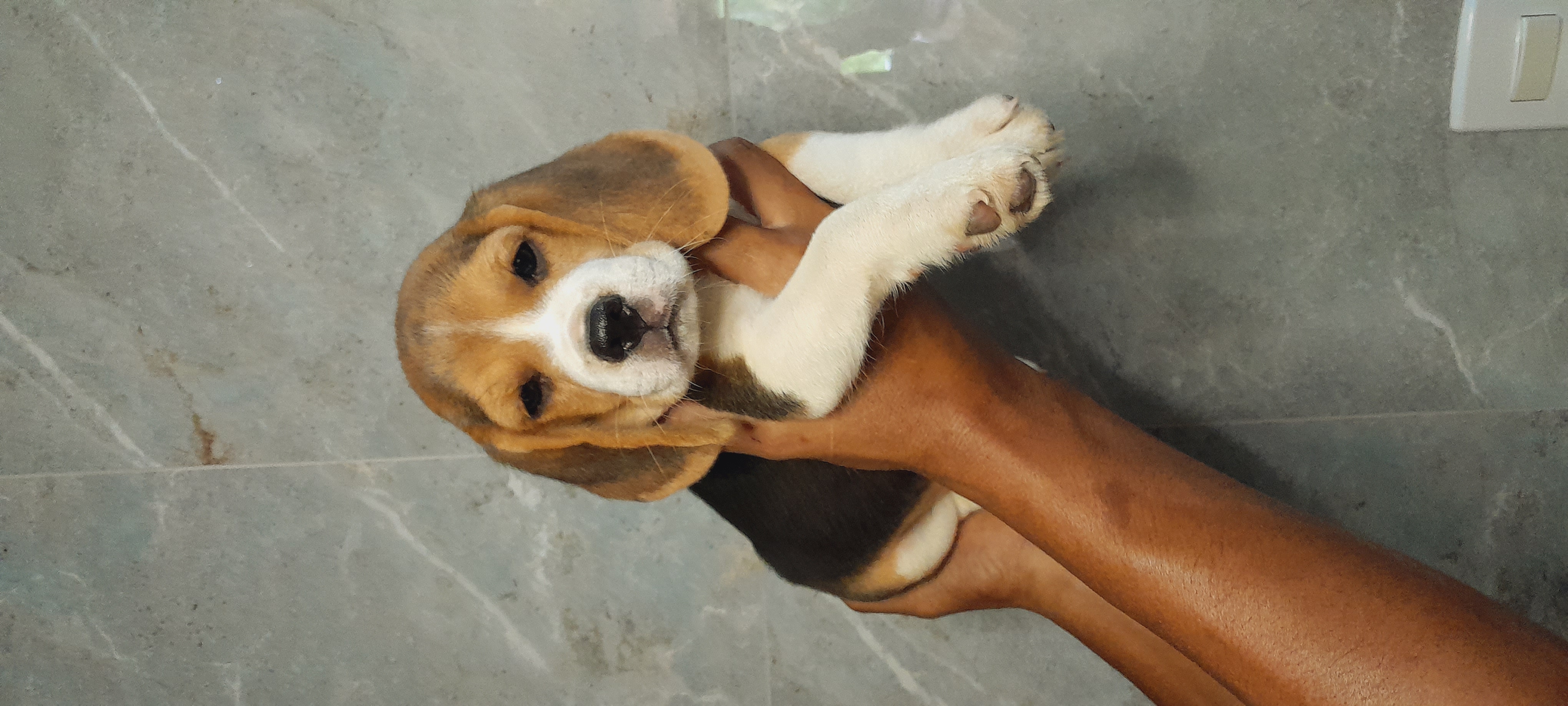 Filhotes Beagles  - Foto 3