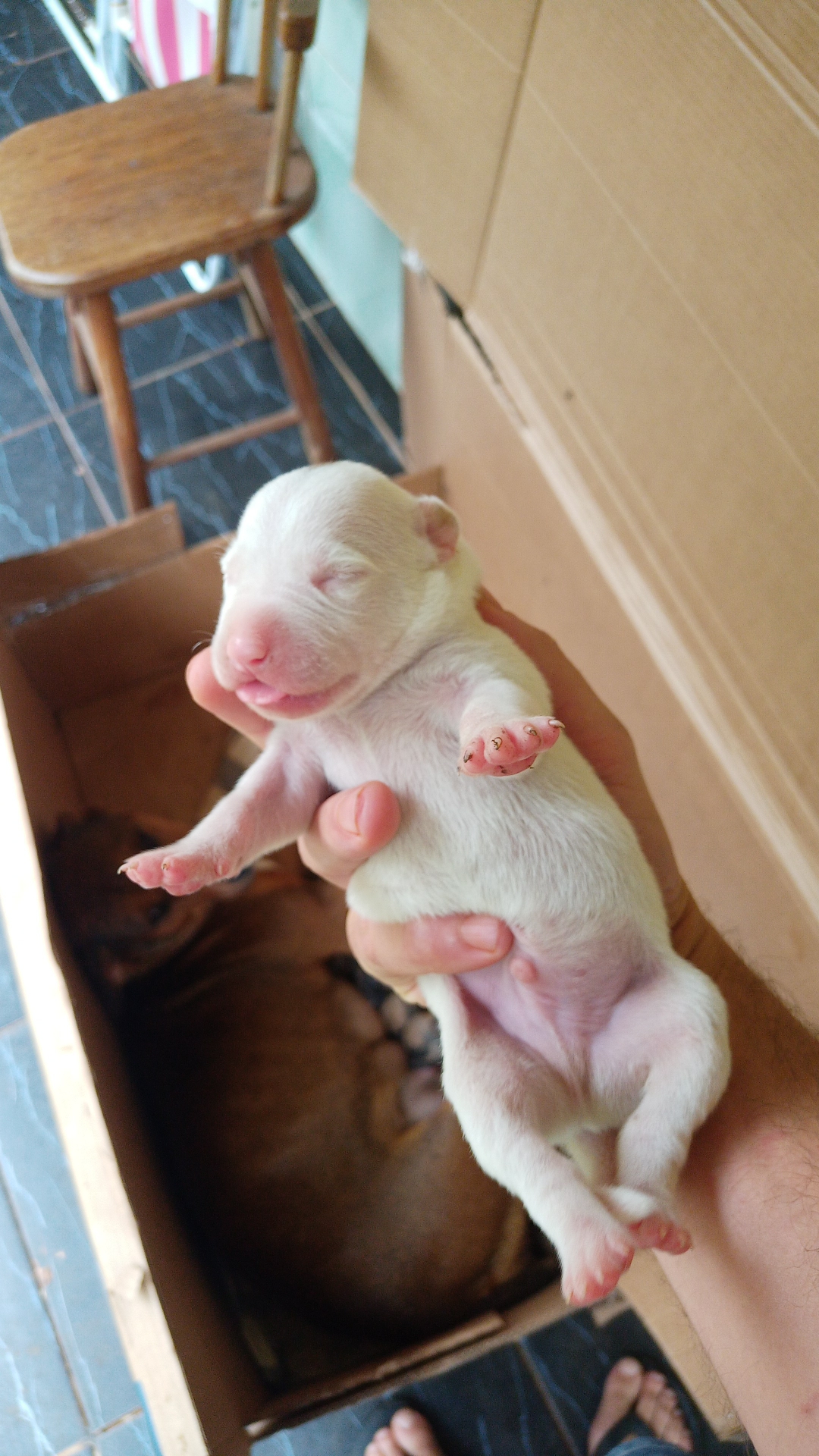 Portal Vendocão Filhotes de American Pitbull  Passo fundo 