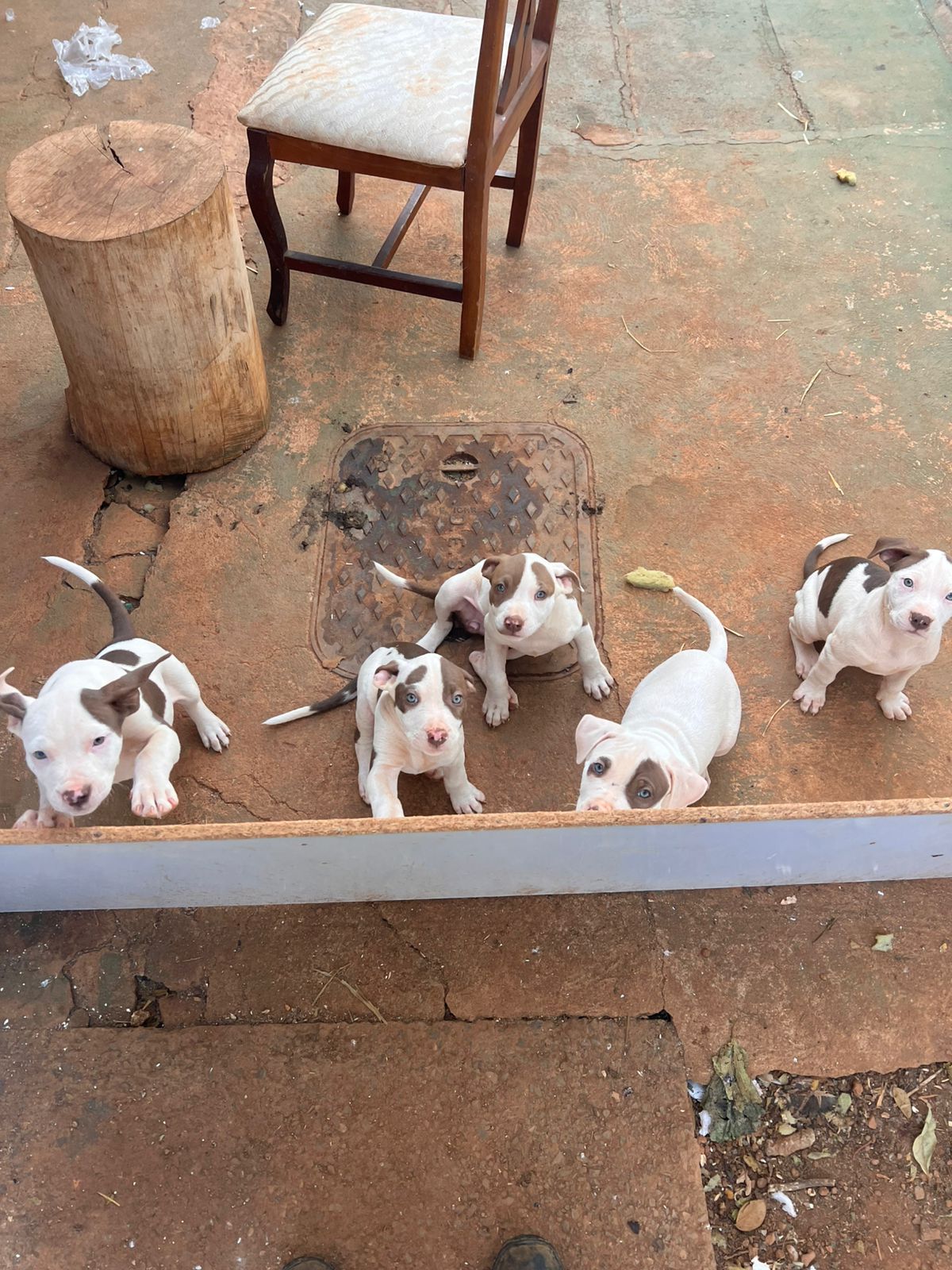 FILHOTE DE PIT BULL - Foto 4