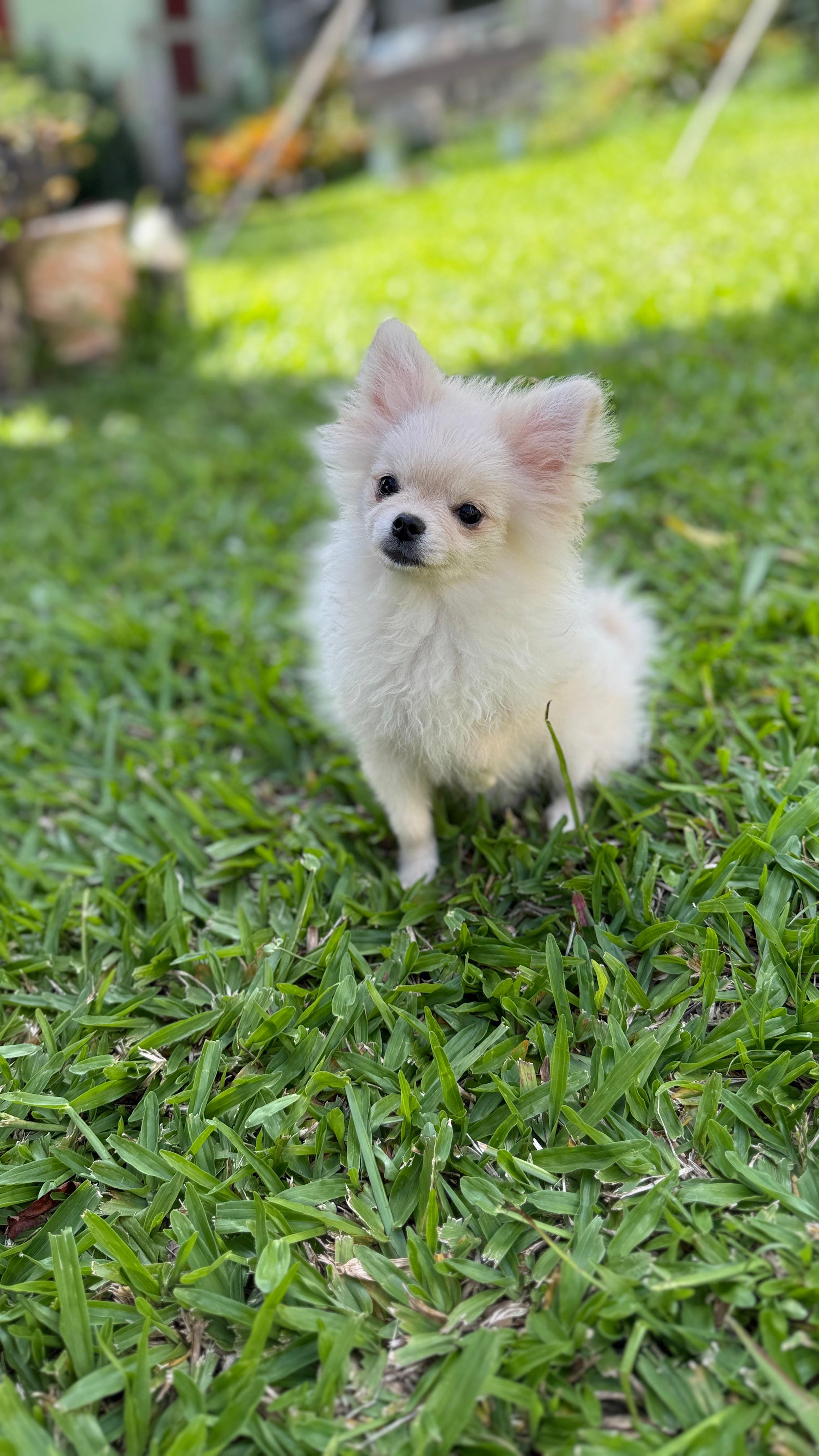 Spitz alemao - Foto 1