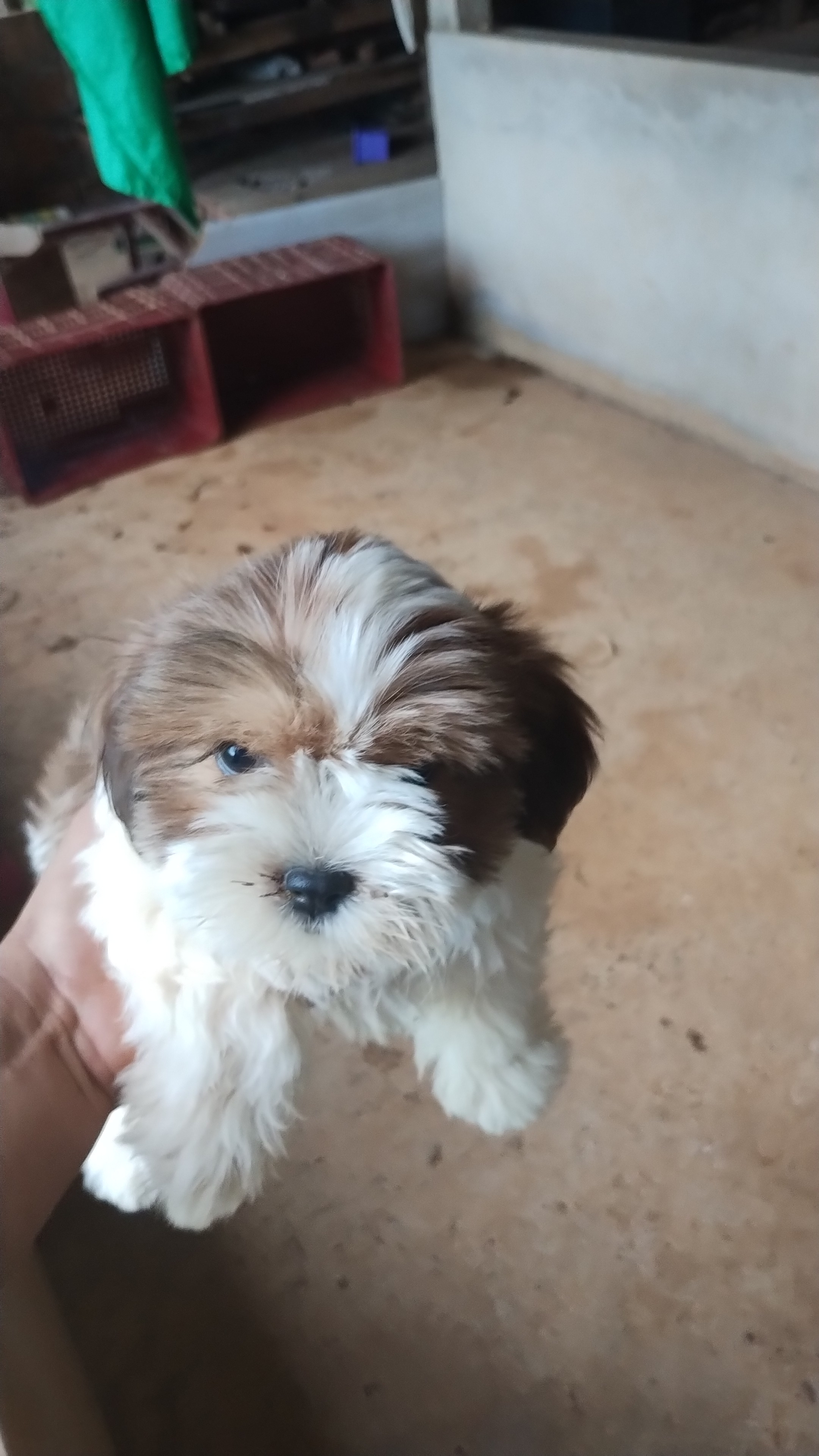 Portal Vendocão Shih Tzu Brasília 