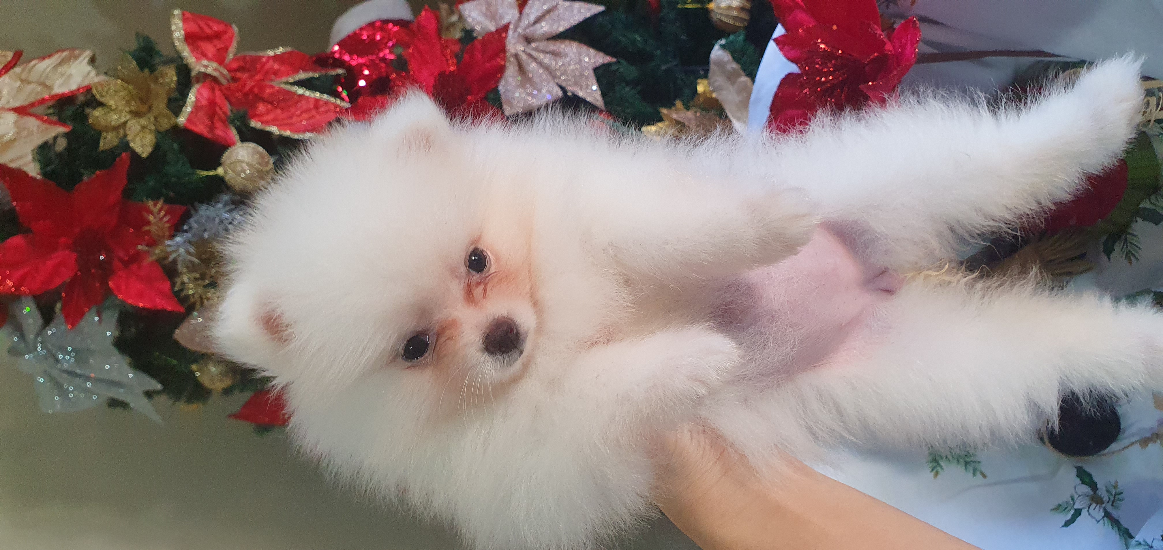 Portal Vendocão Filhotes de Lulu da Pomerânia Branco Anão  São João de Meriti 