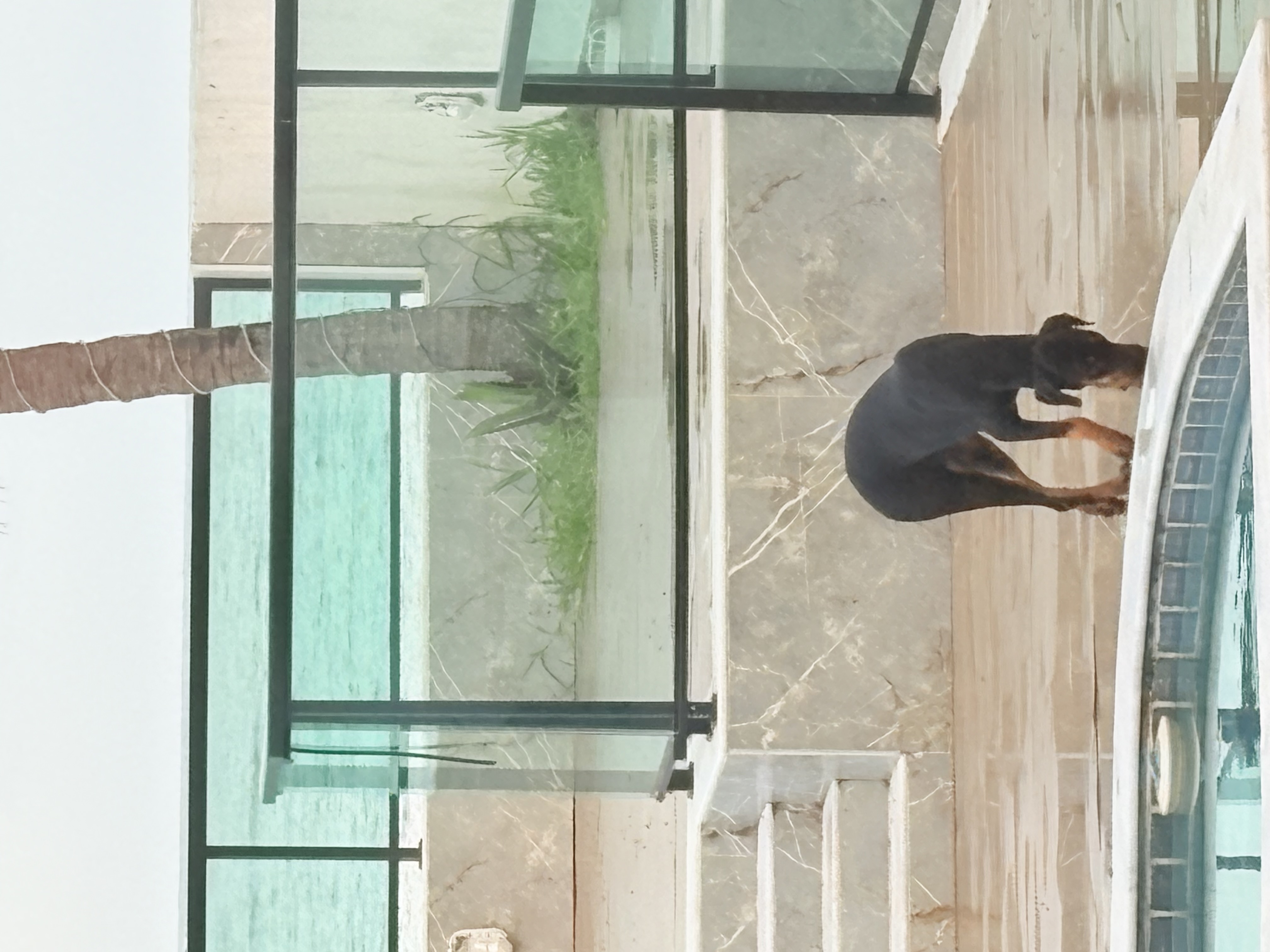 Dobermann  - Foto 2
