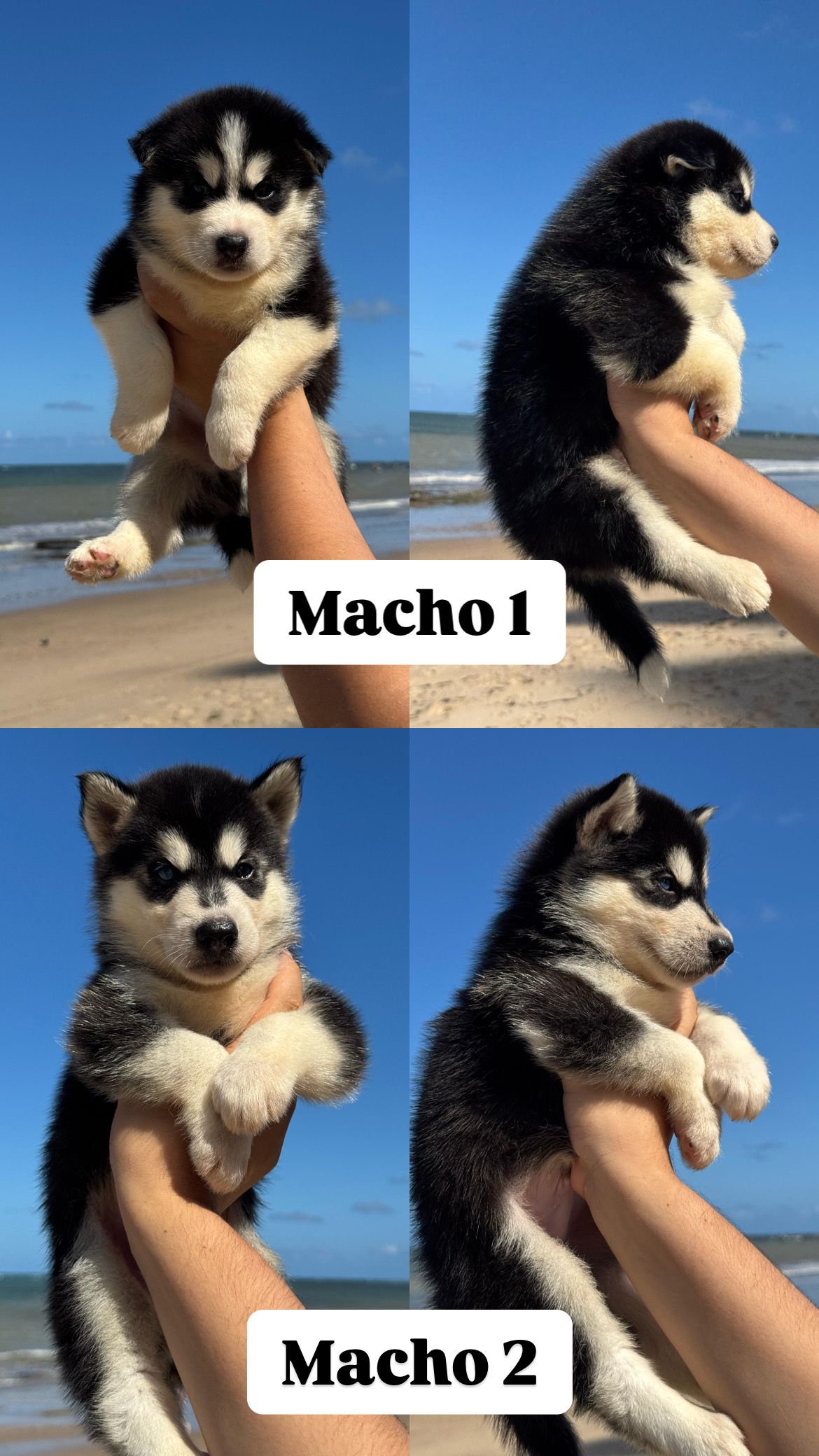 Portal Vendocão Filhotes de Husky Siberiano  Jaboatão dos Guararapes 