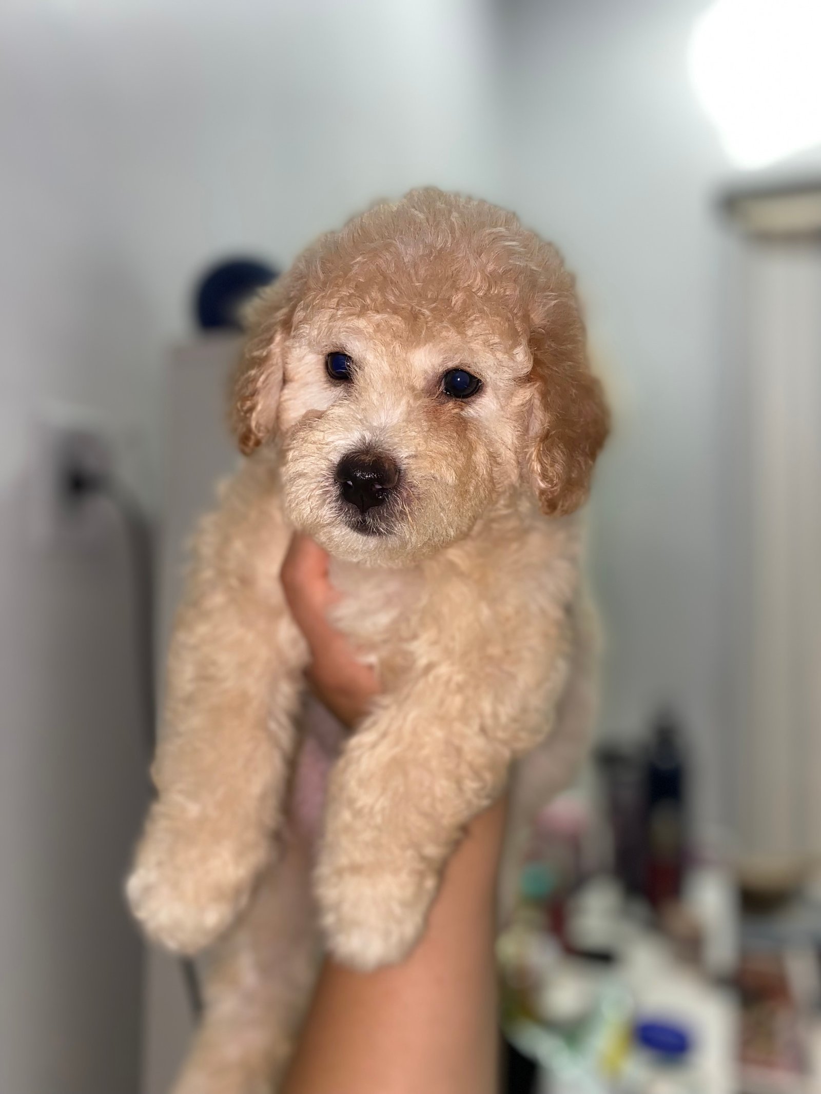 Poodle Toy  - Foto 3