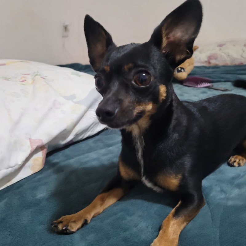 Lindo machinho pinscher - Foto 4