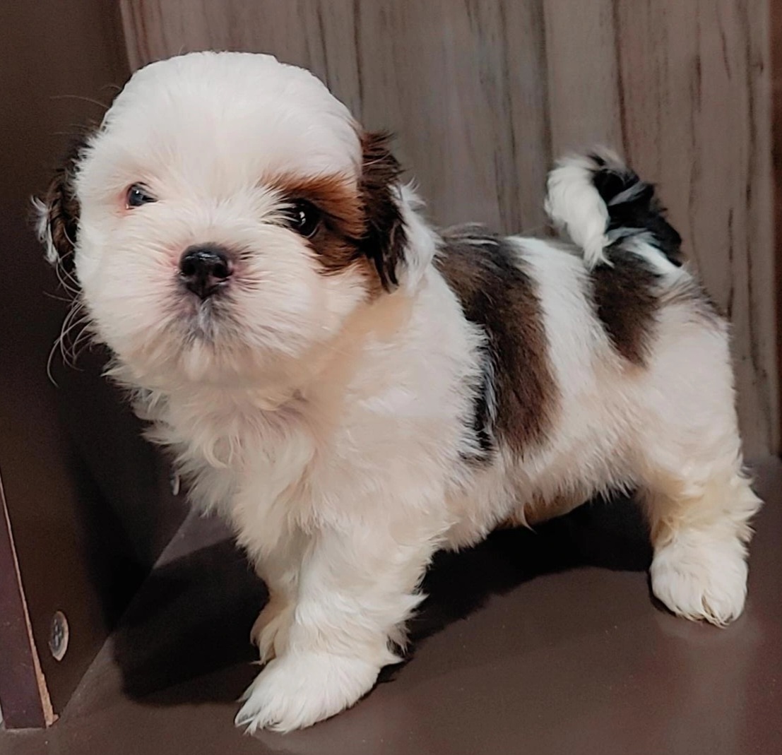 Portal Vendocão Shihtzu filhote macho Fortaleza