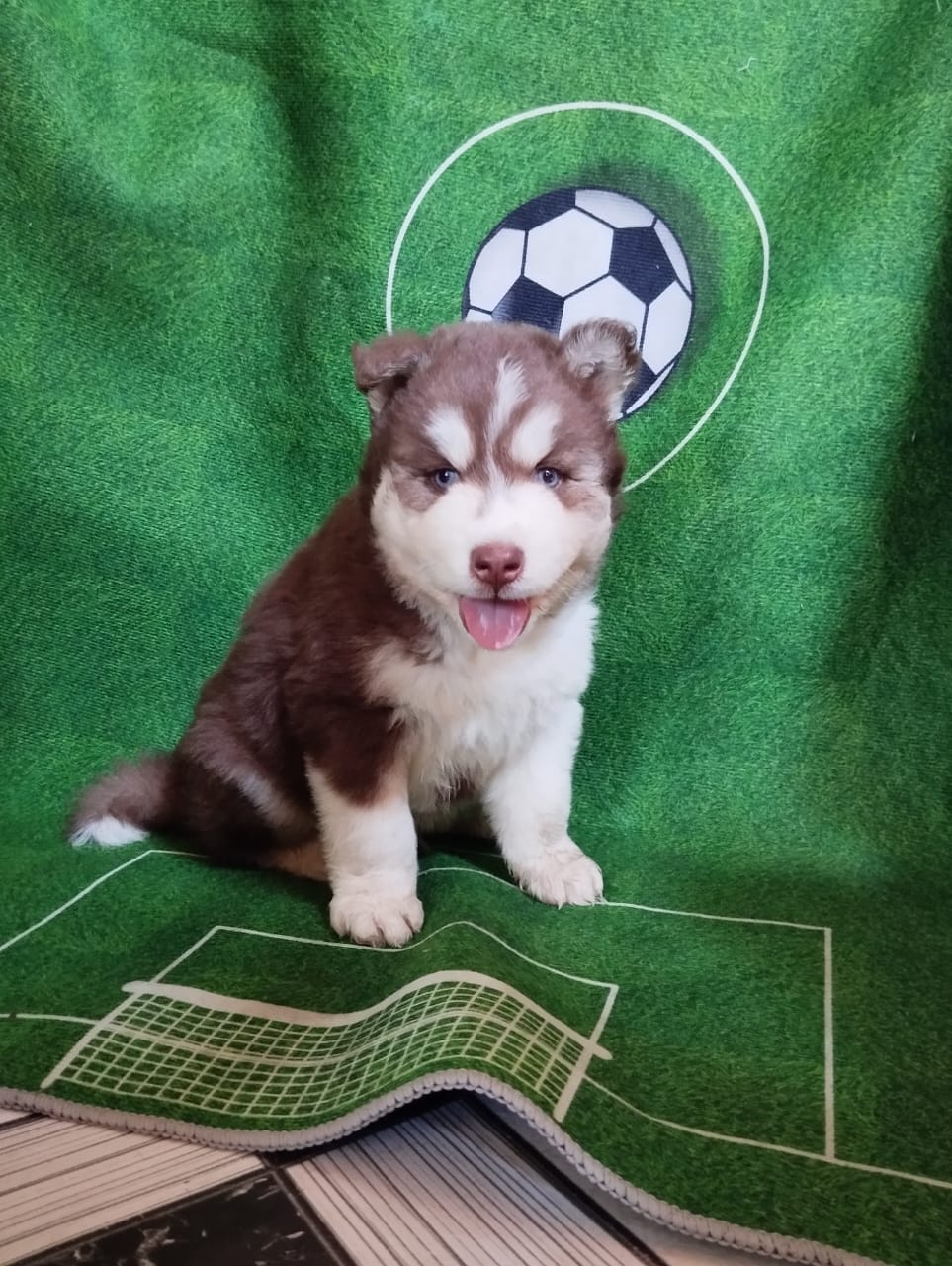Portal Vendocão Husky siberiano  Fortaleza 
