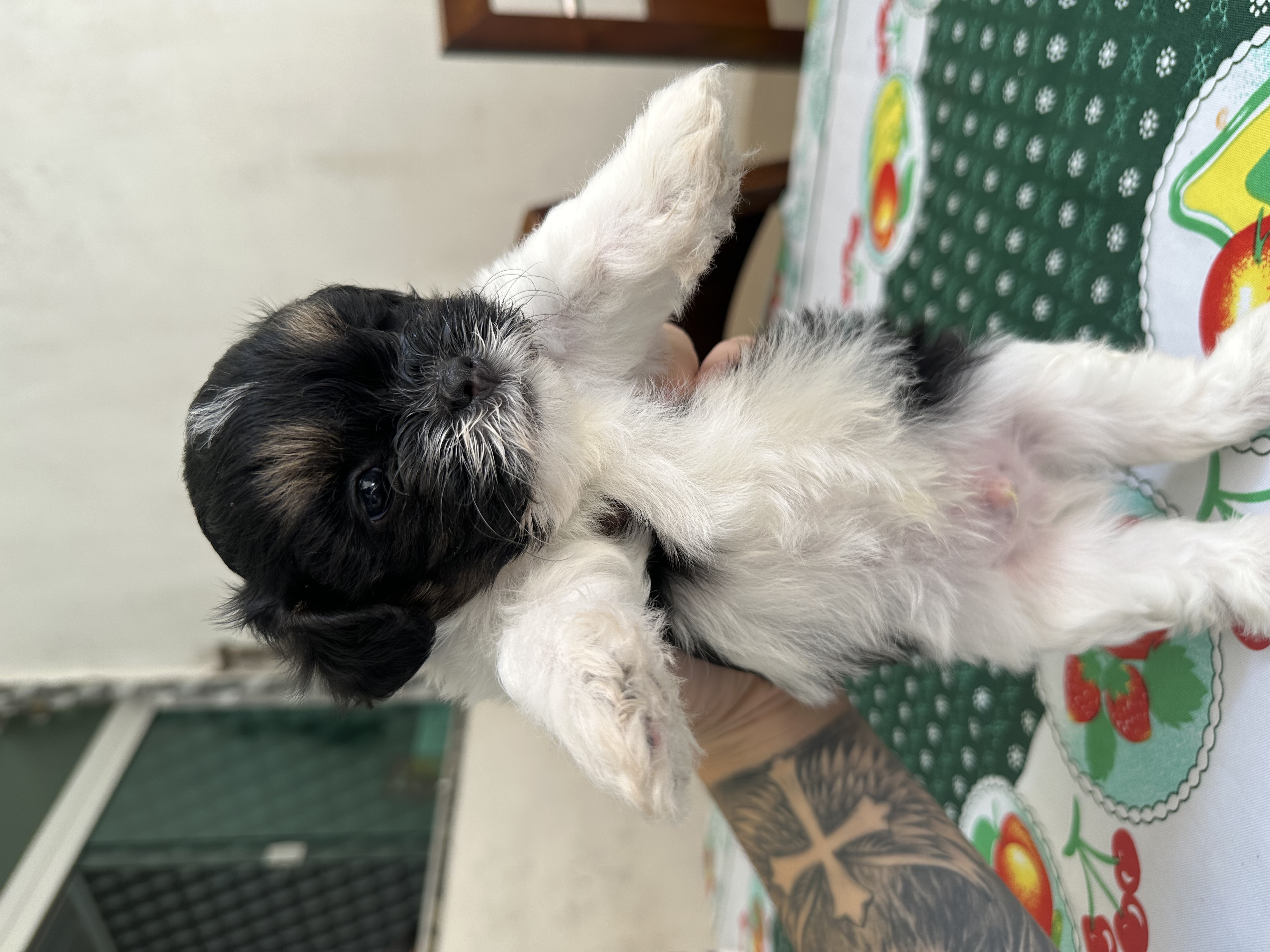 Vende-se filhotes macho de Shih Tzu