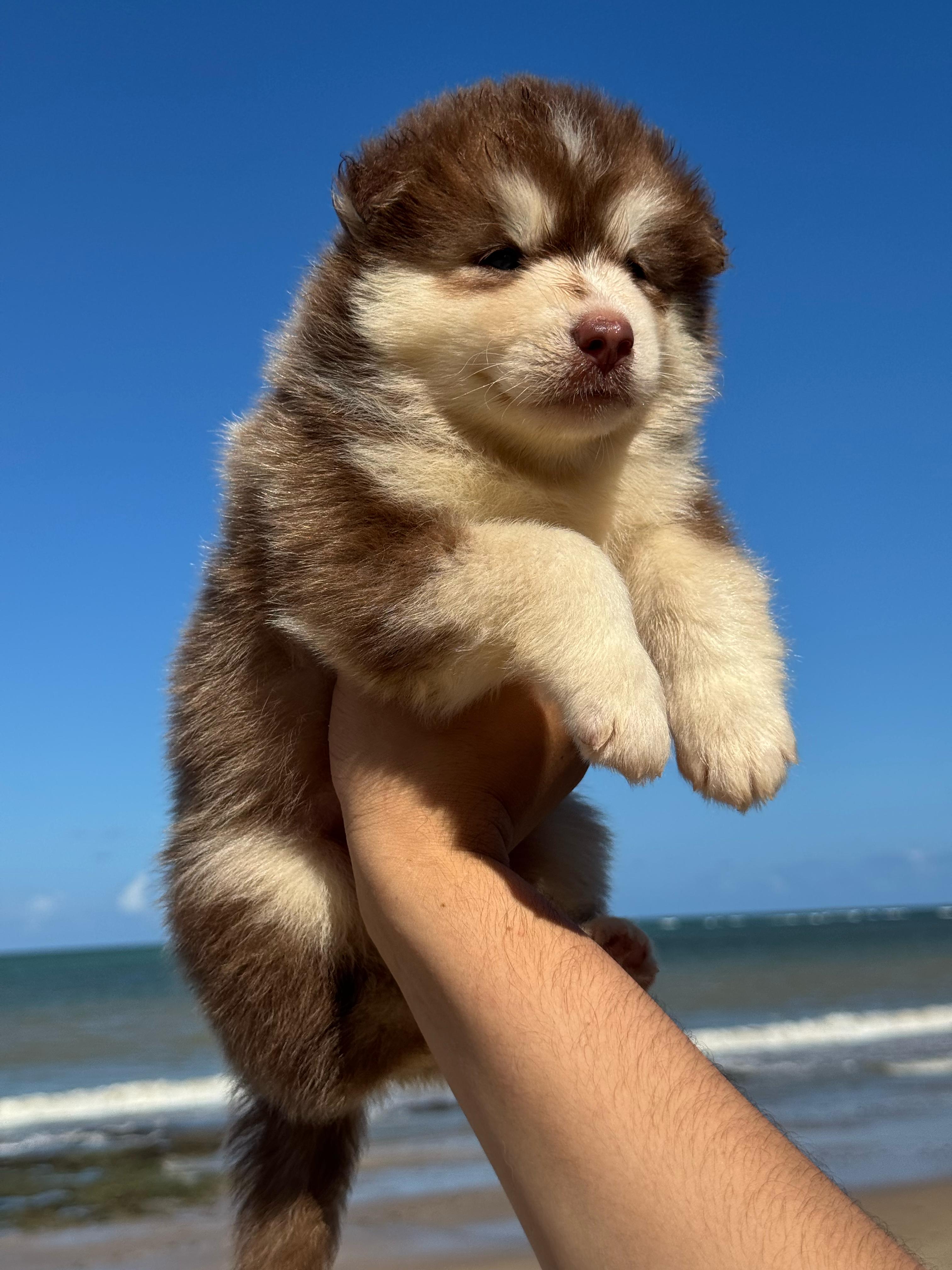 Portal Vendocão Filhotes de Husky Siberiano  Jaboatão dos Guararapes 