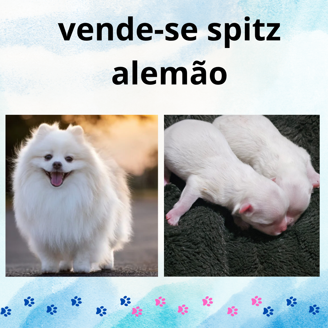 Portal Vendocão Spitz alemão- Fêmea São Paulo