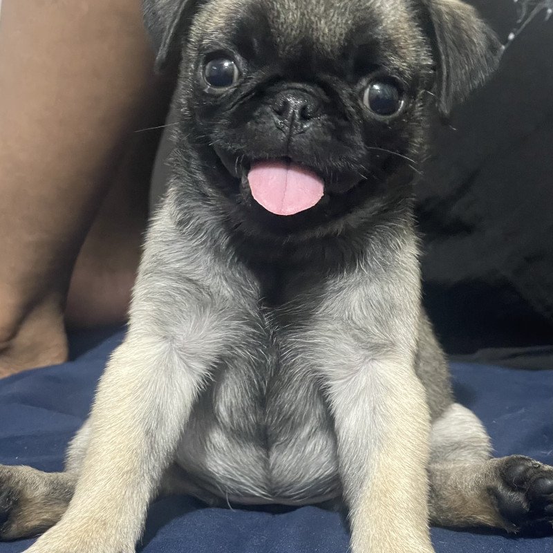 Filhote de Pug fêmea