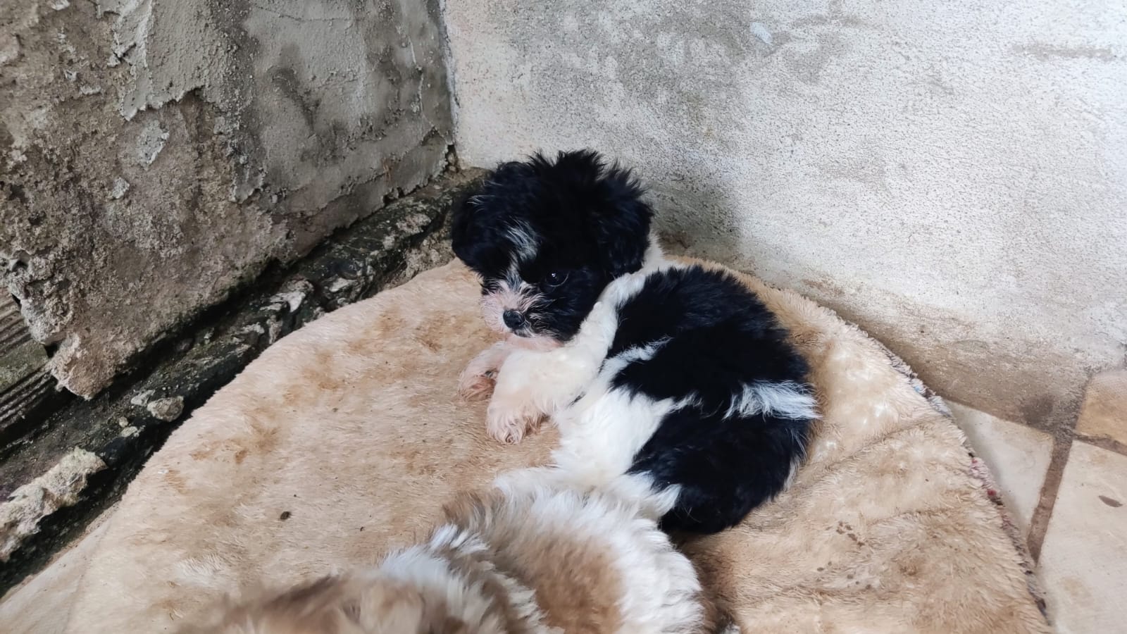 Vende-se Filhotes de Shitzu  - Foto 3