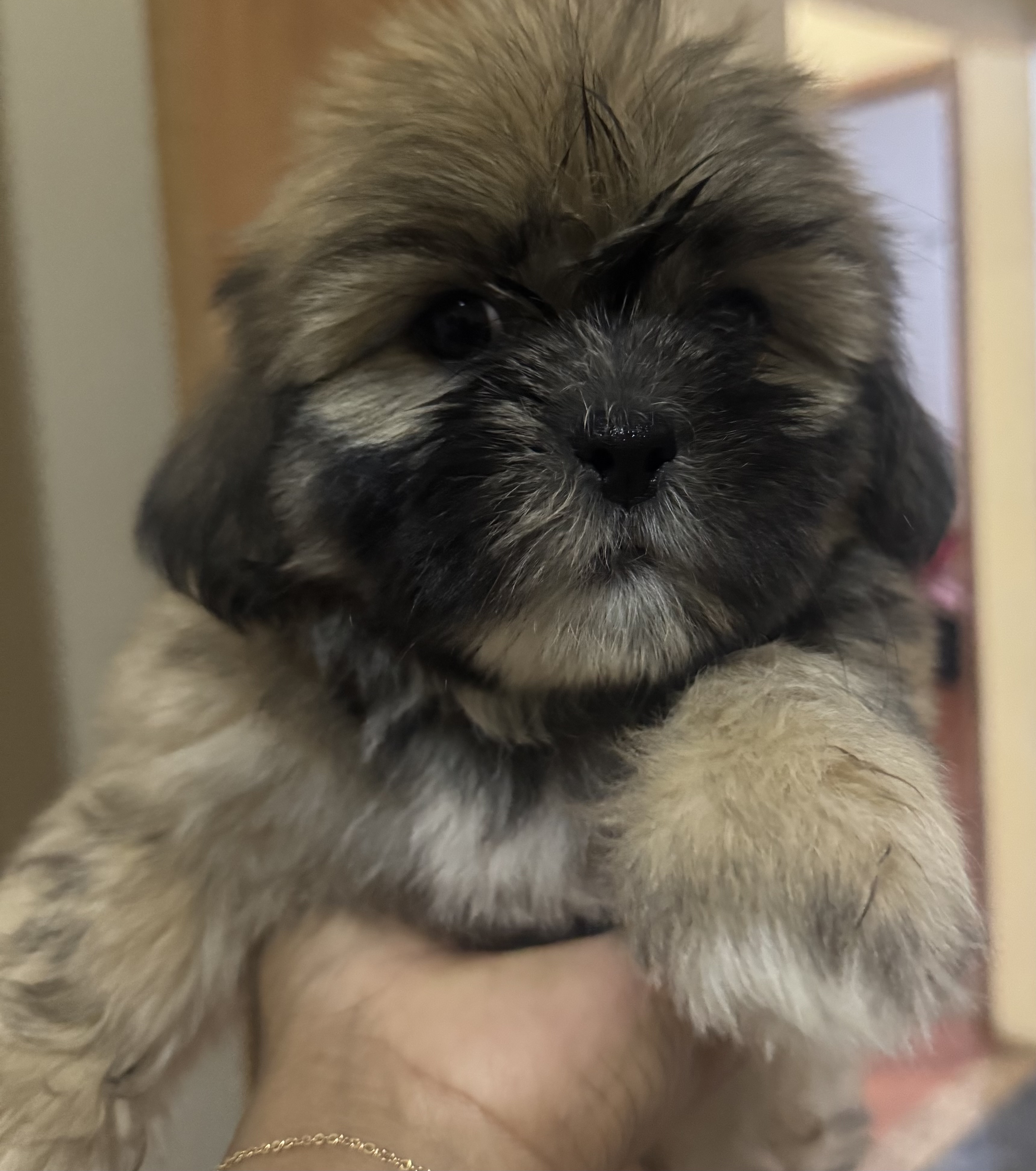 Shih tzu macho - Foto 1