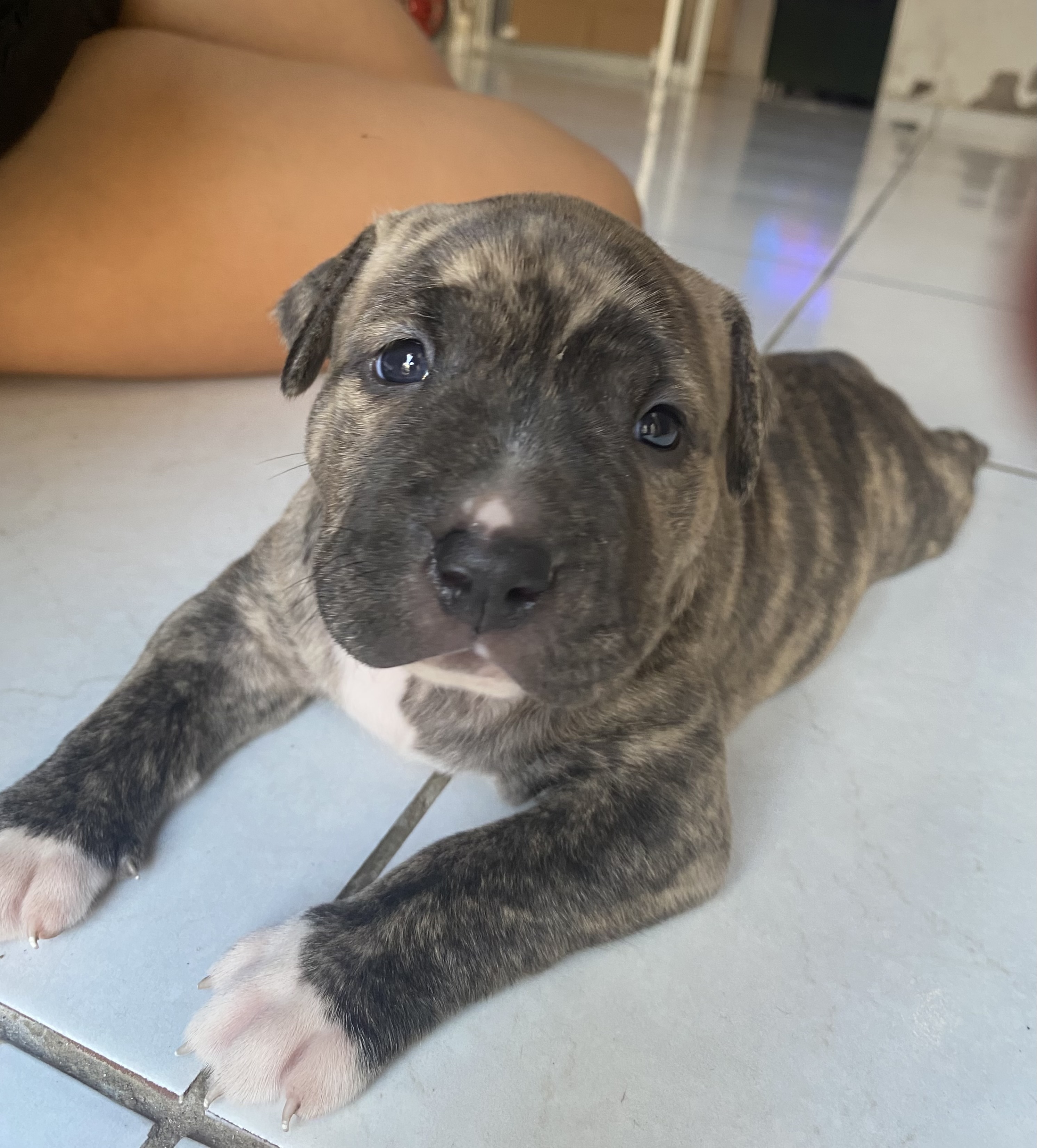 Portal Vendocão Vendo filhote fêmea de pitbull Paço do Lumiar