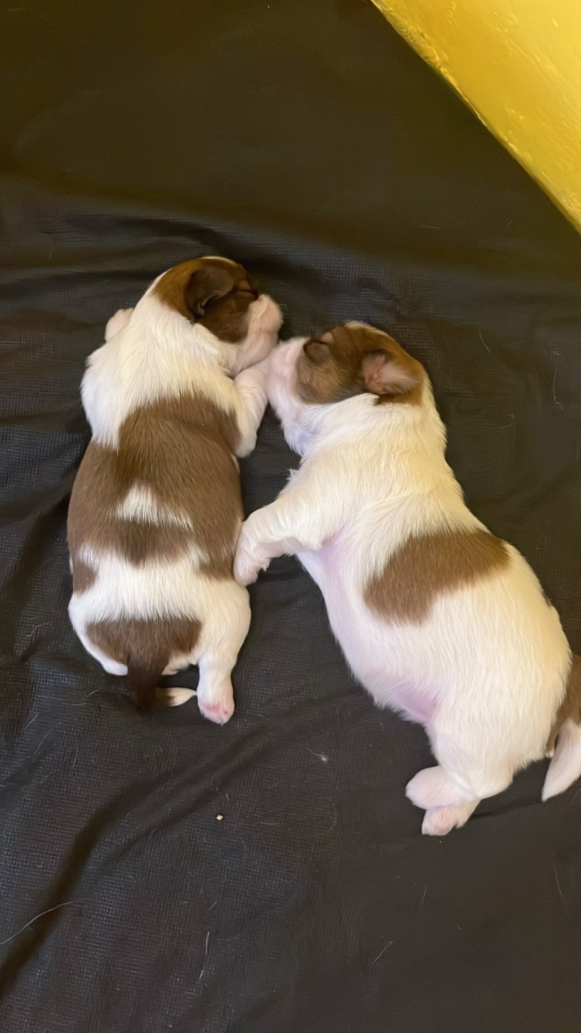 Venda de cachorrinho Shiatzu - Foto 2